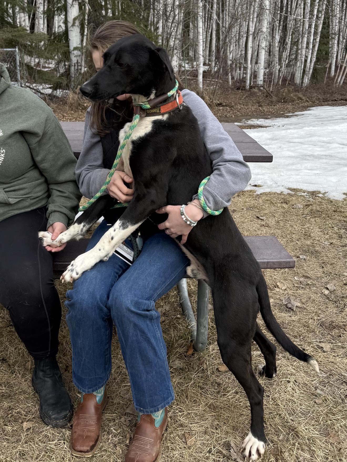 Enlarge Alphie, a Adopted mixed breed in Fairbanks, AK image 3/6