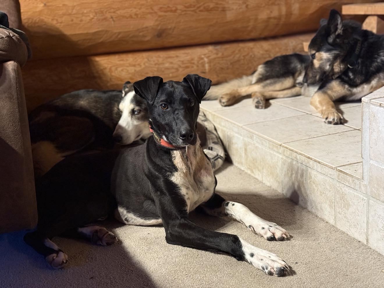 Enlarge Alphie, a Adopted mixed breed in Fairbanks, AK image 4/6