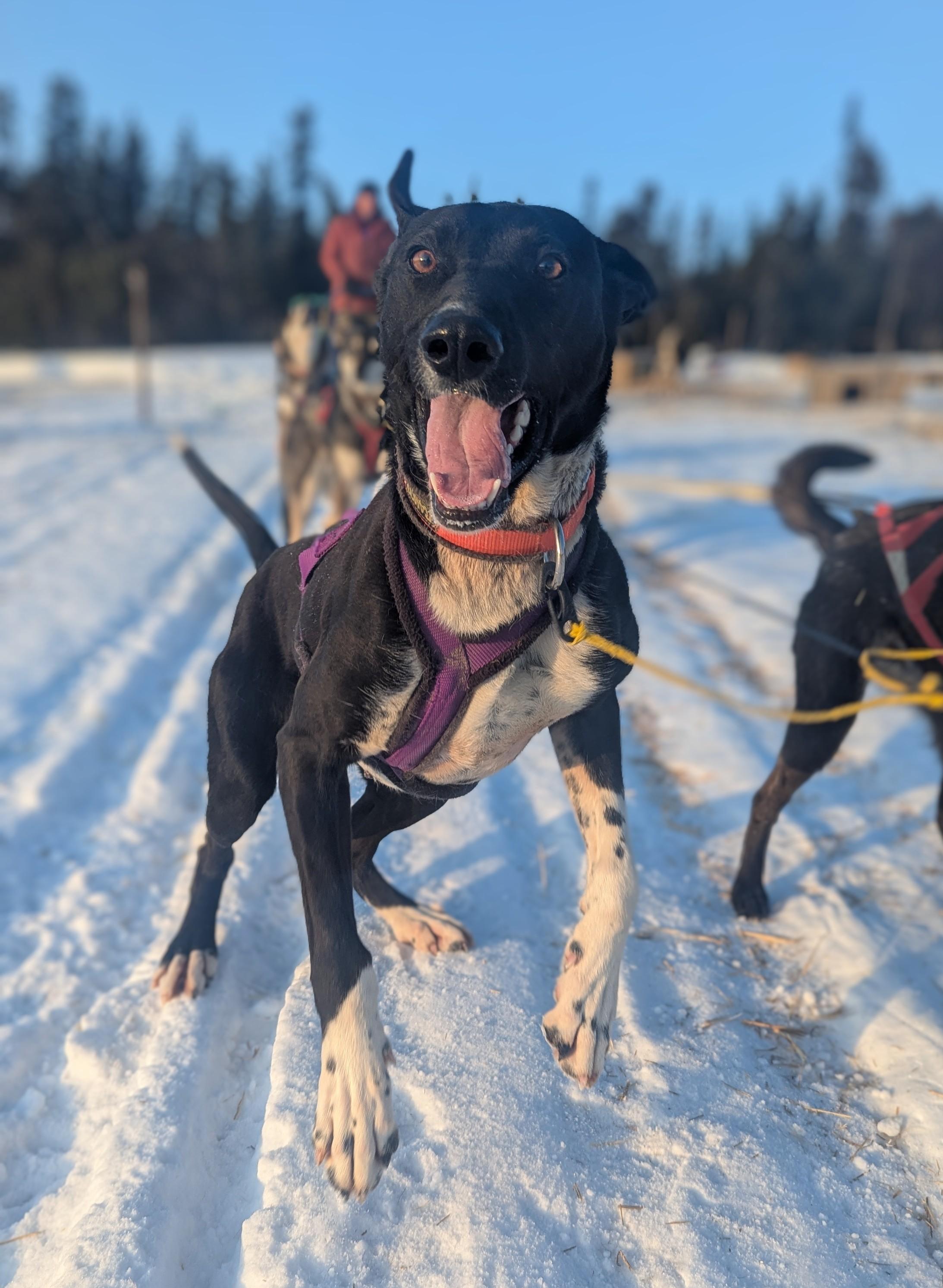 Enlarge Alphie, a Adopted mixed breed in Fairbanks, AK image 5/6