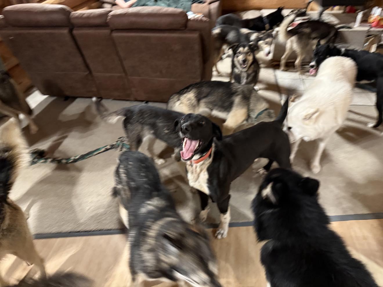 Enlarge Alphie, a Adopted mixed breed in Fairbanks, AK image 6/6