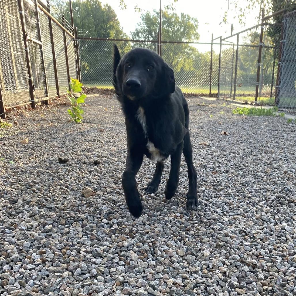 Zipper, Adoptable, Young Male Australian Shepherd & Mixed Breed.