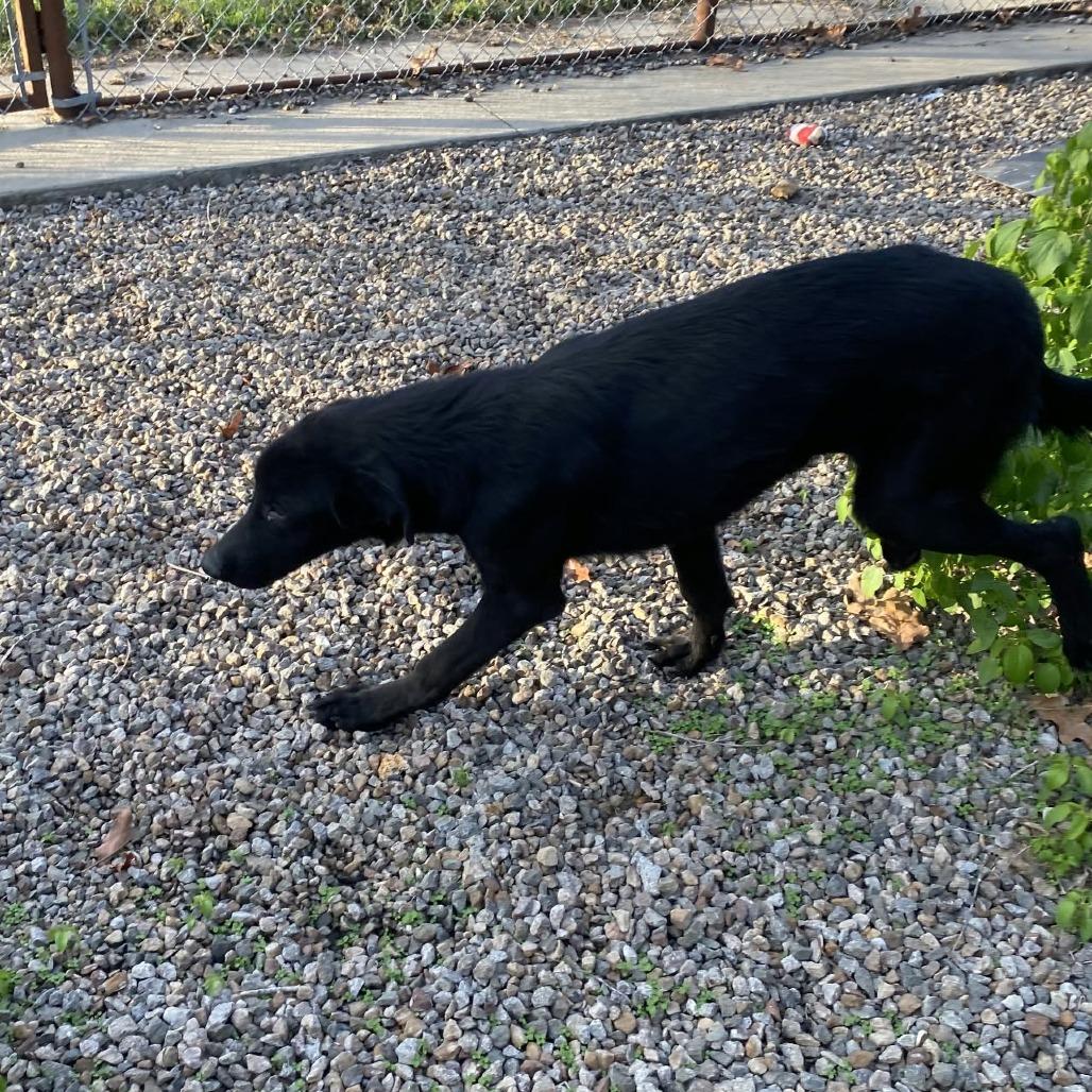 Enlarge Zipper, a Adoptable mixed breed in Stilwell, OK image 2/2