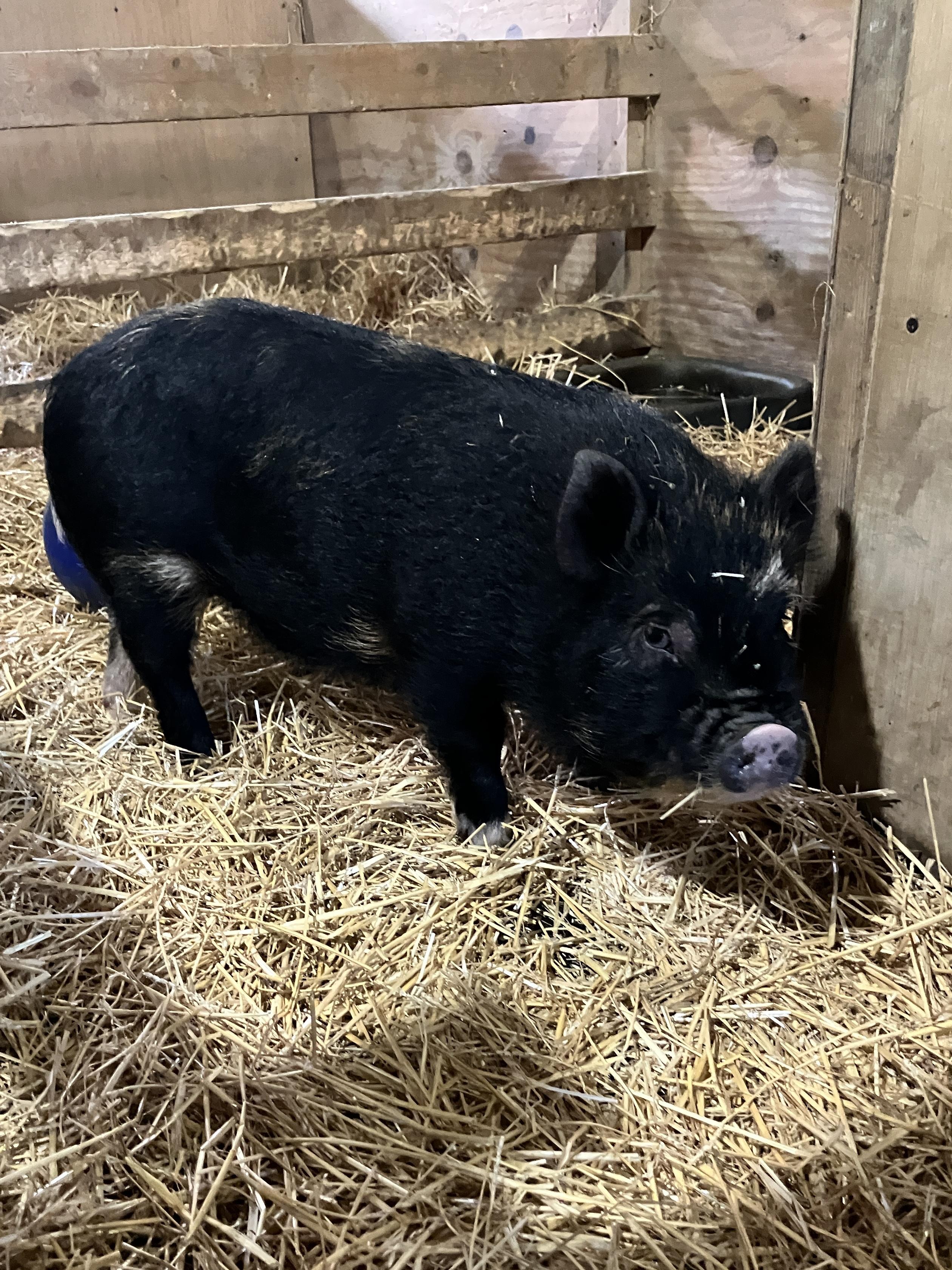 Enlarge Cannoli, a ADOPTABLE mixed breed in Ravenna, OH image 3/3