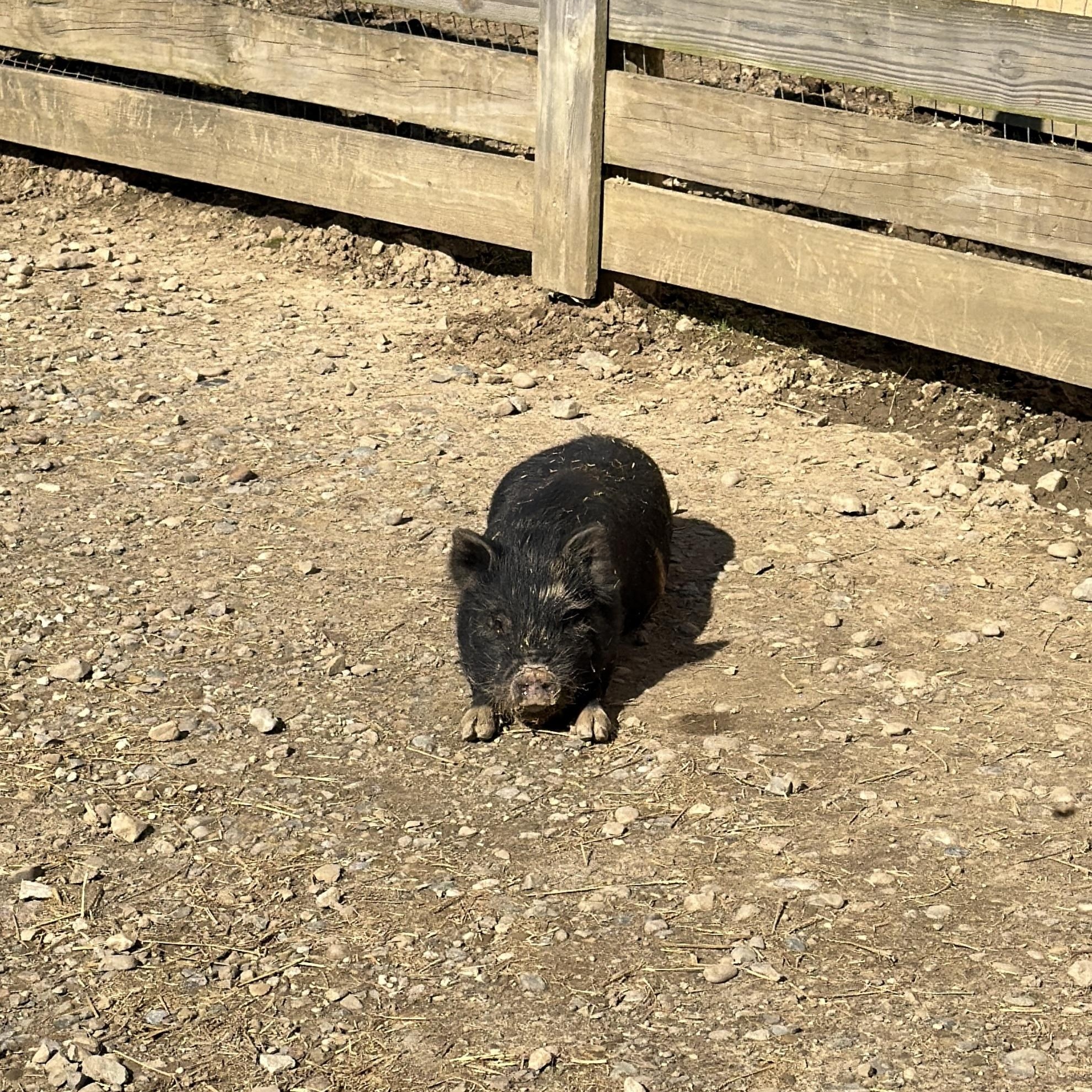 Cannoli, ADOPTABLE, Baby Male Pot Bellied.