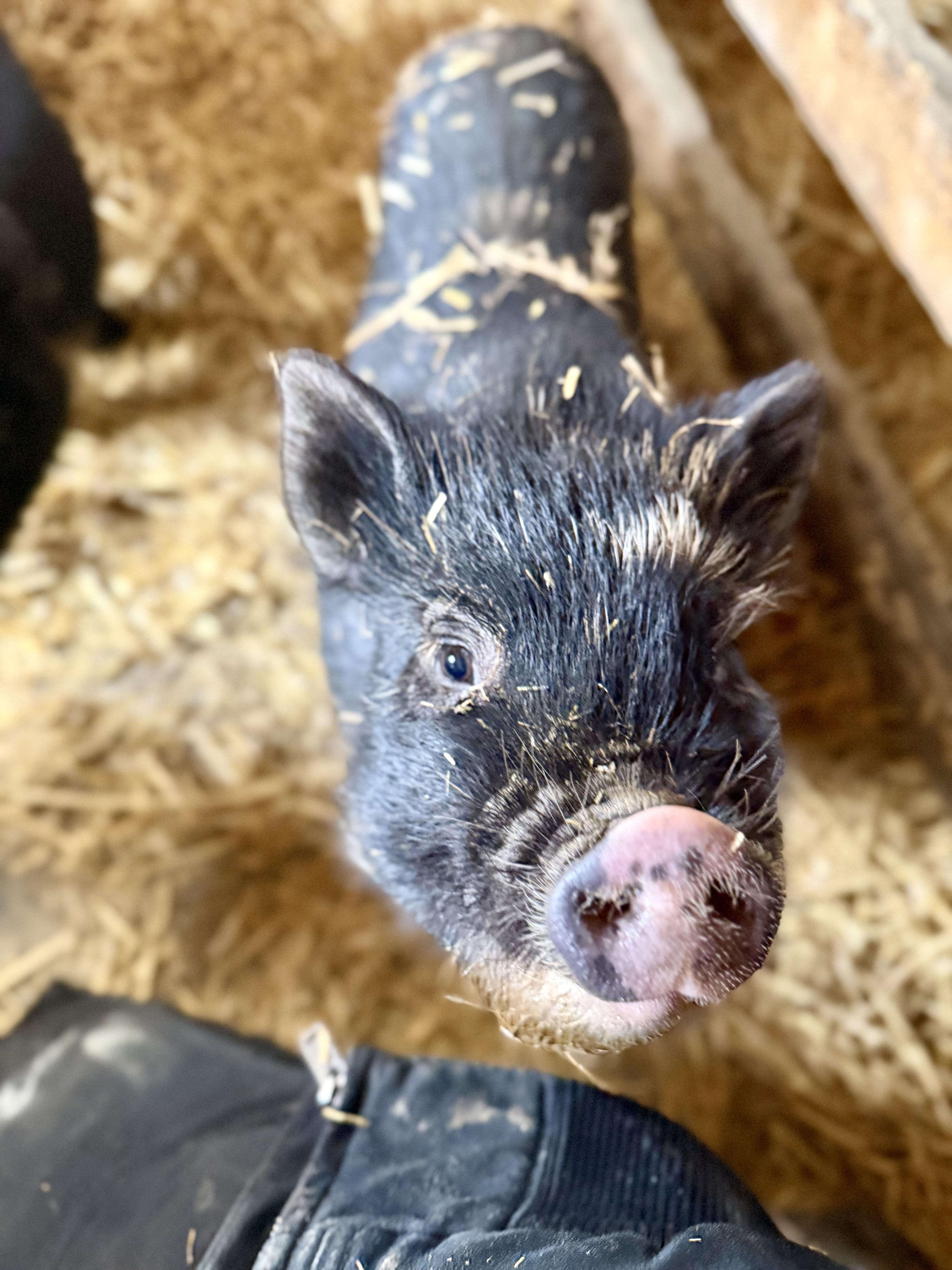 Enlarge Cannoli, a ADOPTABLE mixed breed in Ravenna, OH image 2/3