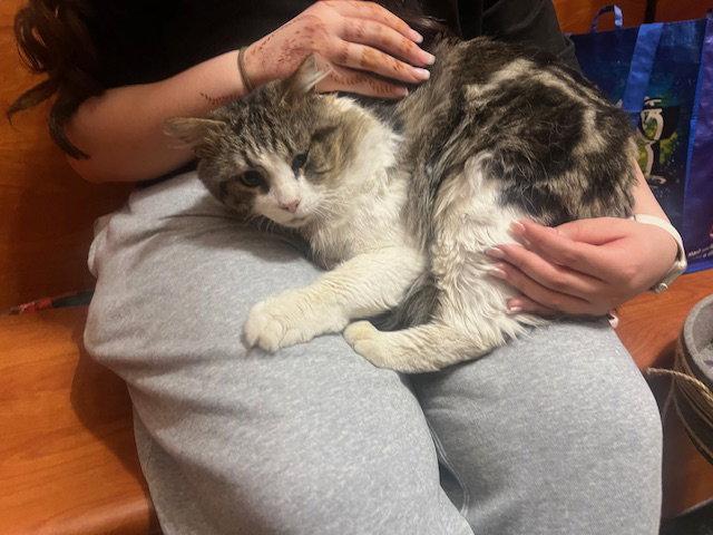 Lucky, Adoptable, Adult Male Domestic Medium Hair.