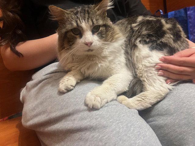 Enlarge Lucky, a Adoptable Domestic Medium Hair in Rowlett, TX image 2/2