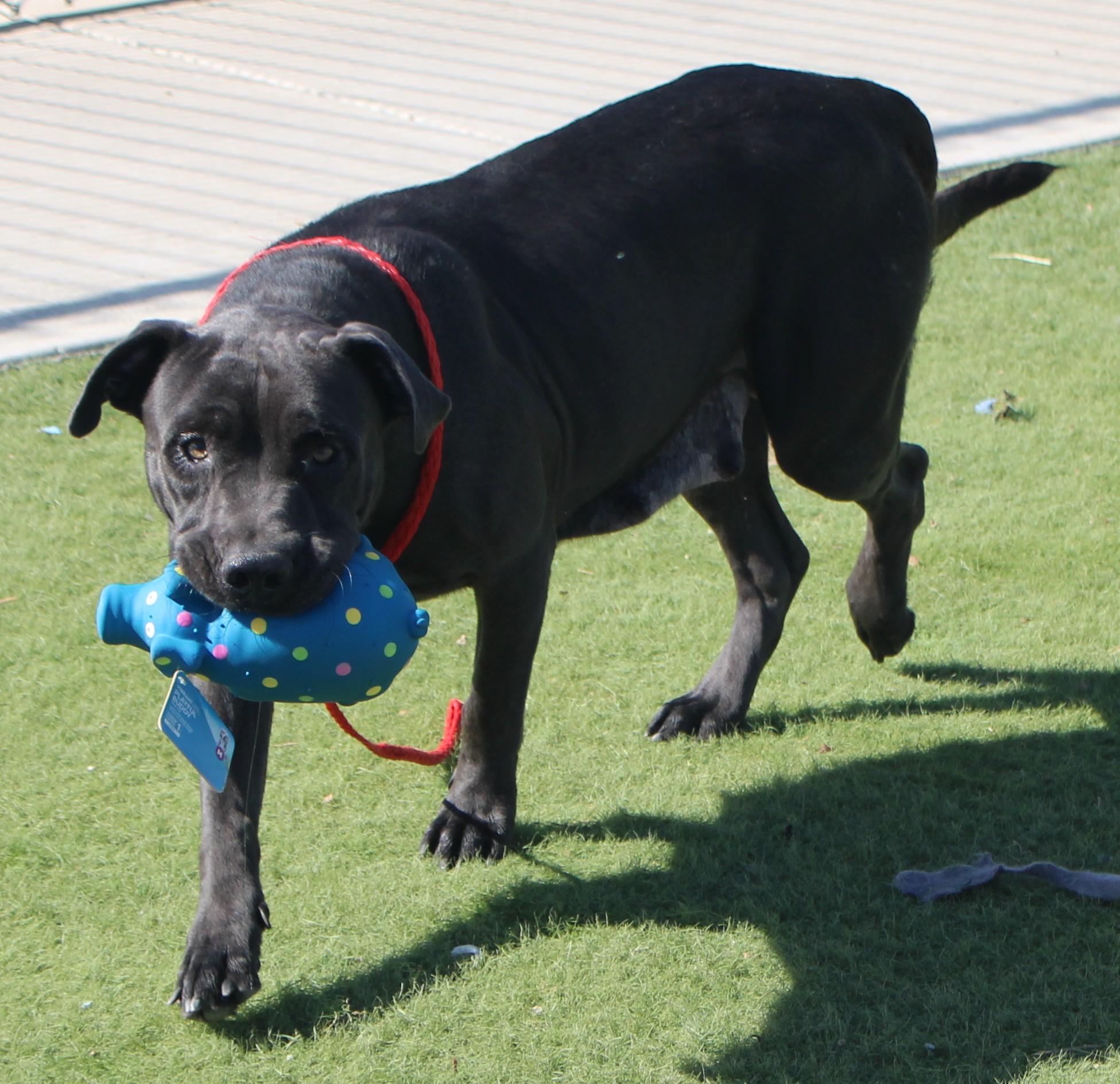 BABY, Adoptable, Adult Female Black Labrador Retriever & American Staffordshire Terrier.
