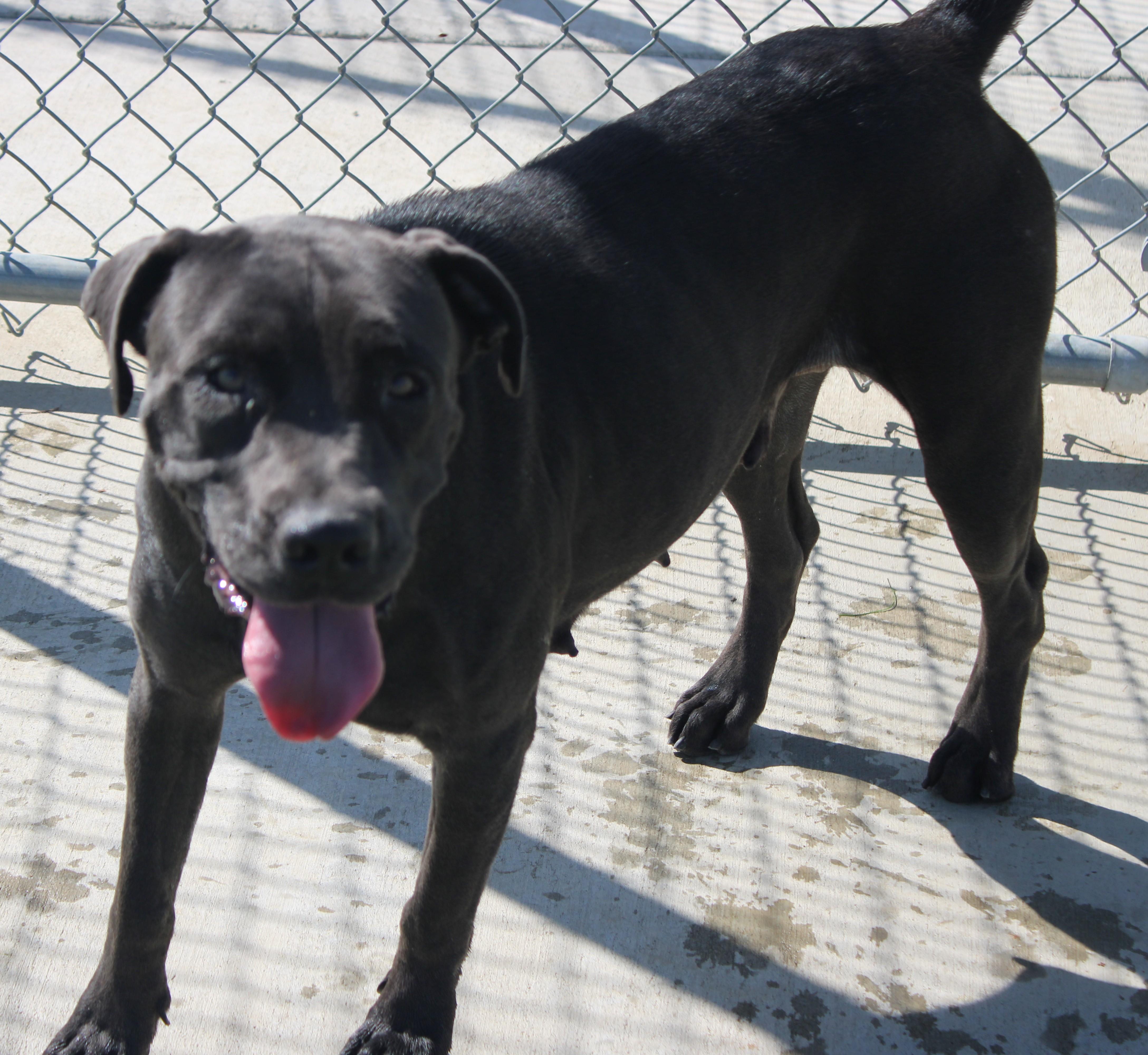 Enlarge BABY, a Adoptable mixed breed in Wasco, CA image 5/6