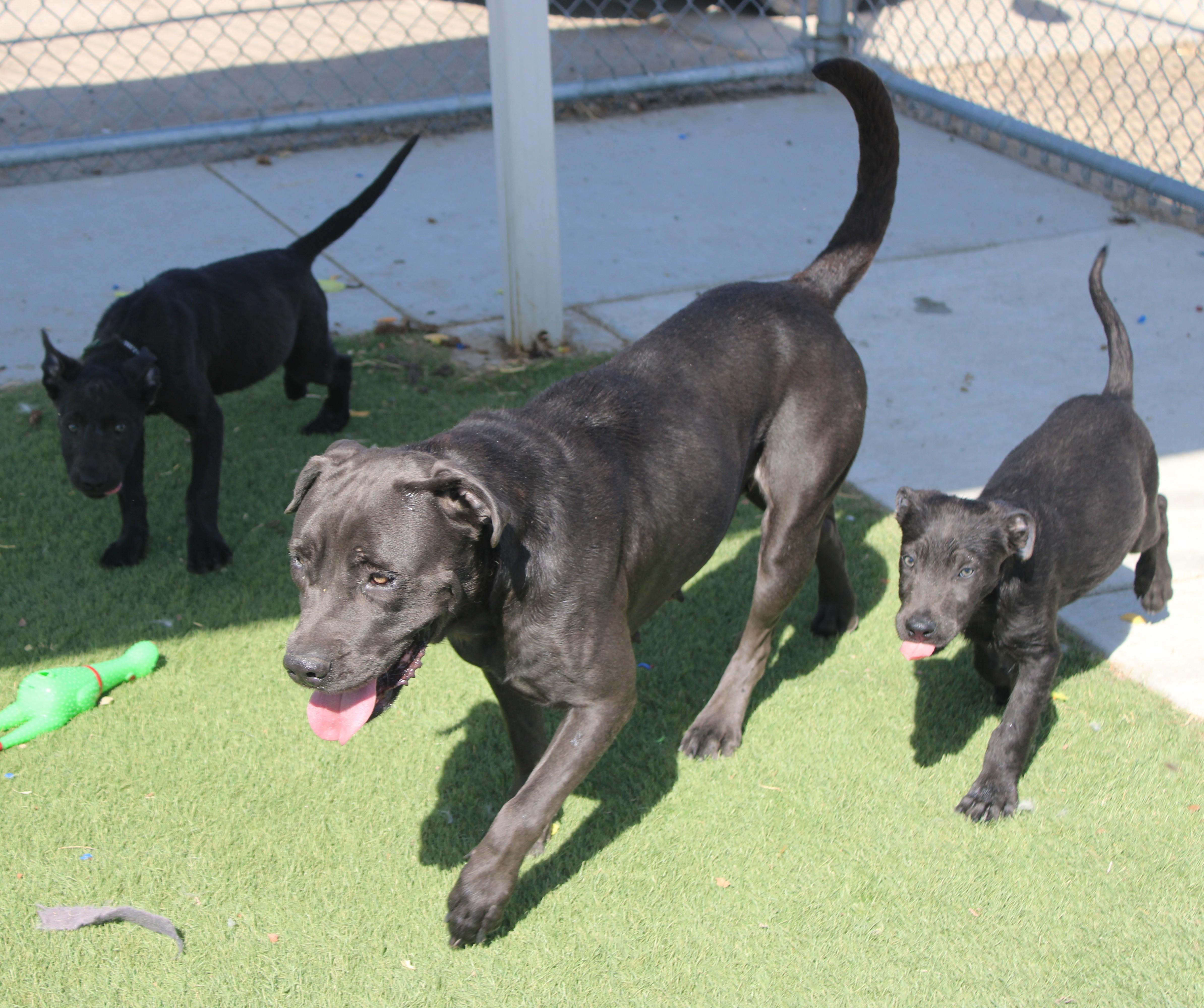 Enlarge BABY, a Adoptable mixed breed in Wasco, CA image 4/6