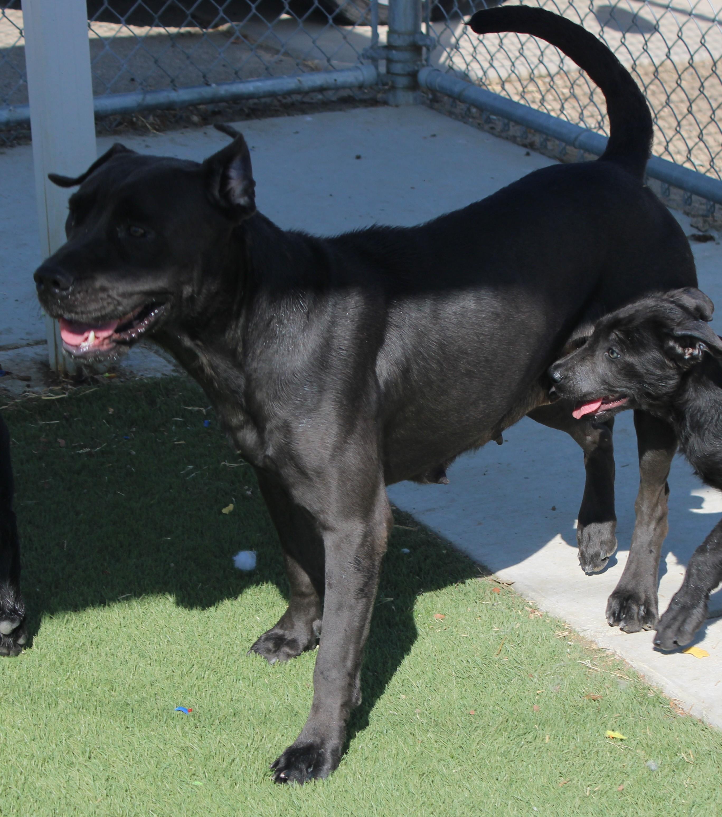 Enlarge BABY, a Adoptable mixed breed in Wasco, CA image 3/6