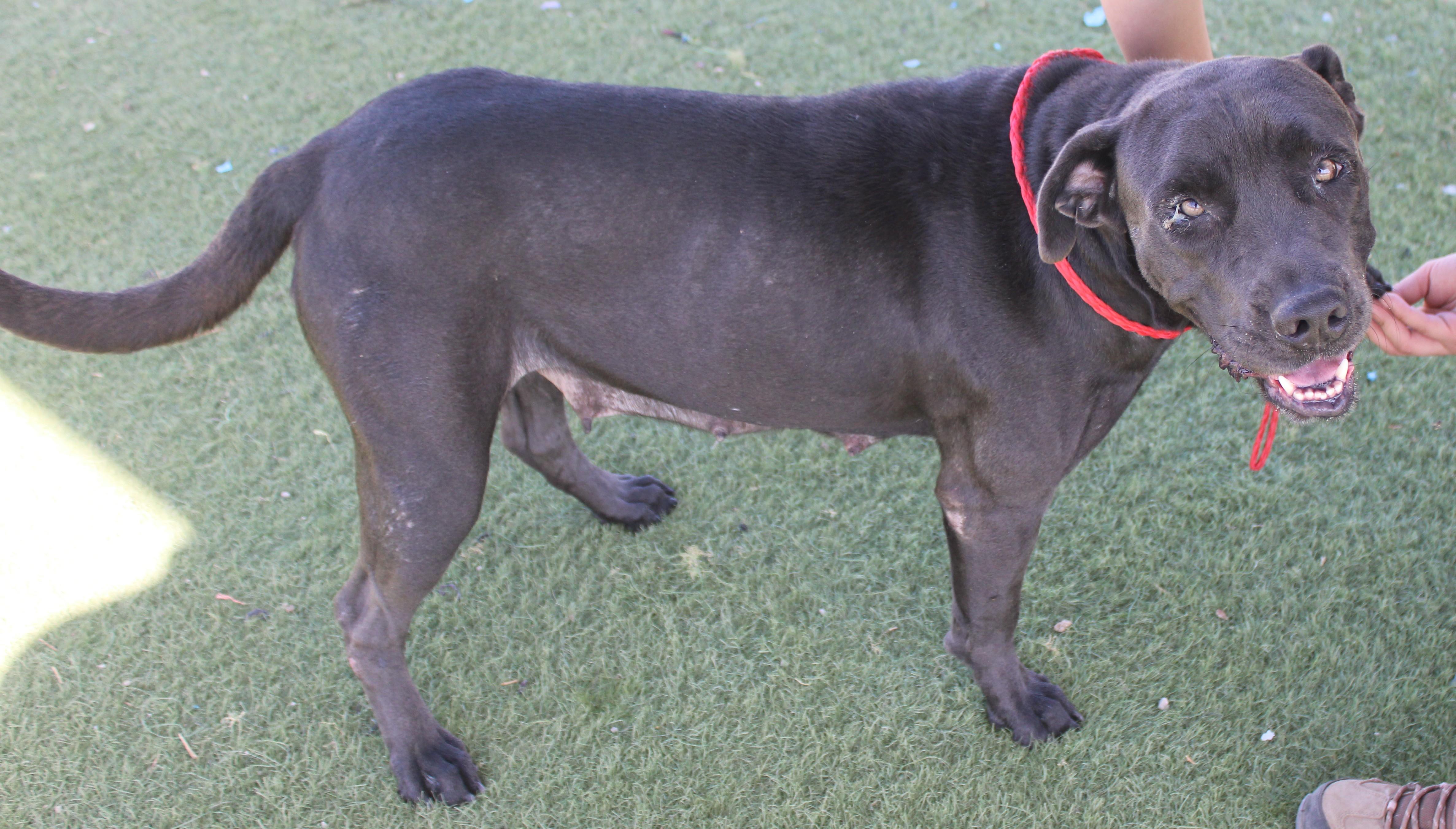 Enlarge BABY, a Adoptable mixed breed in Wasco, CA image 2/6