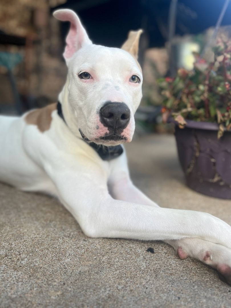 Goofy, a Adoptable mixed breed in Bixby, OK image 1/6