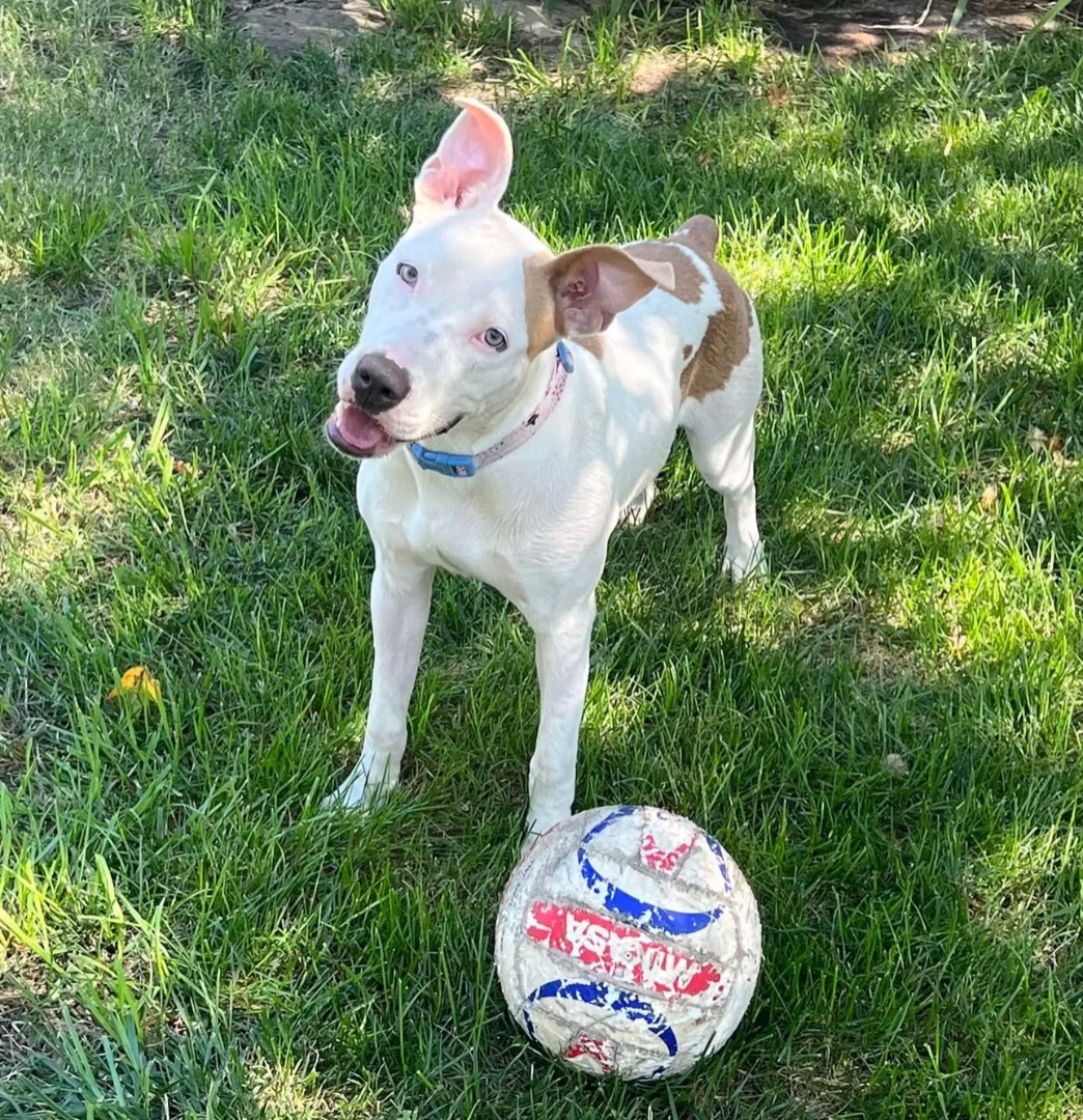 Goofy, a Adoptable mixed breed in Bixby, OK image 2/6