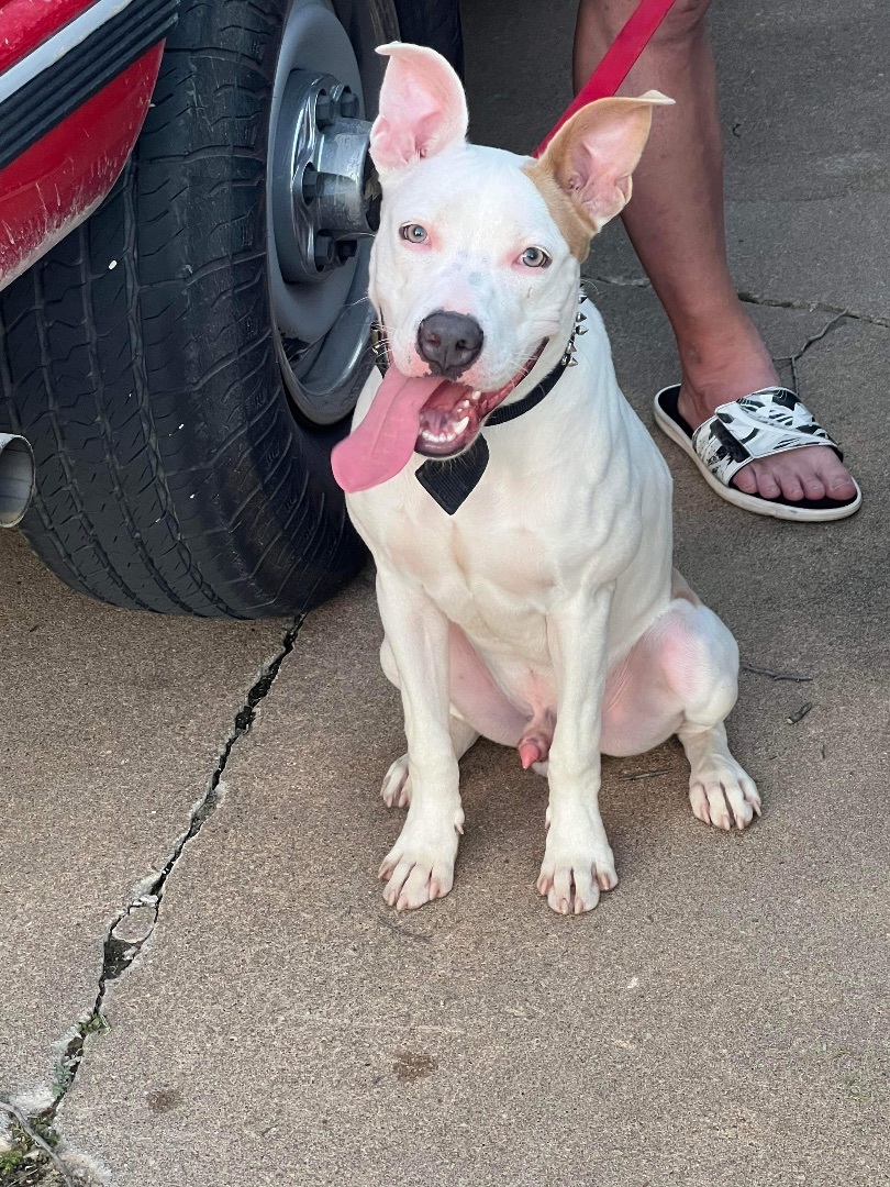Goofy, a Adoptable mixed breed in Bixby, OK image 3/6