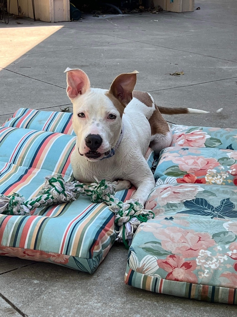 Goofy, a Adoptable mixed breed in Bixby, OK image 5/6