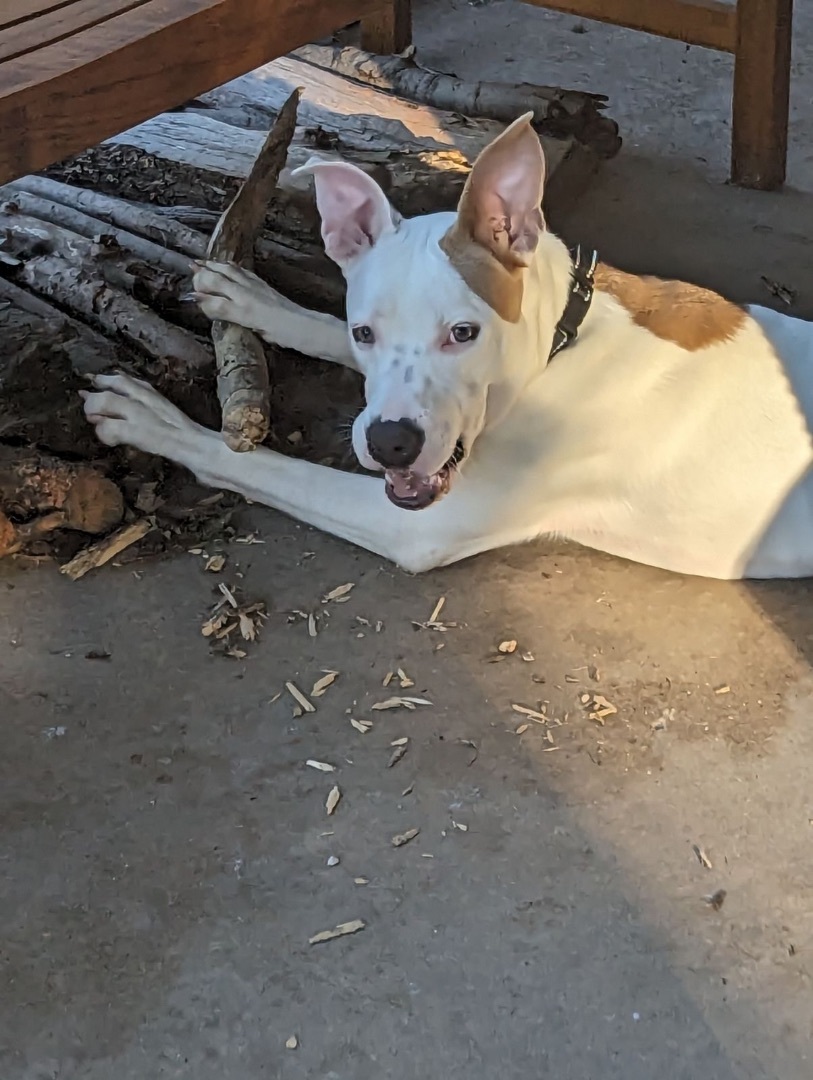 Goofy, a Adoptable mixed breed in Bixby, OK image 6/6