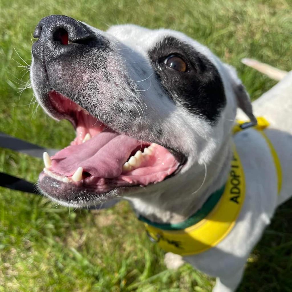 Enlarge Spot, a Adoptable Pit Bull Terrier in Greensboro, NC image 1/6