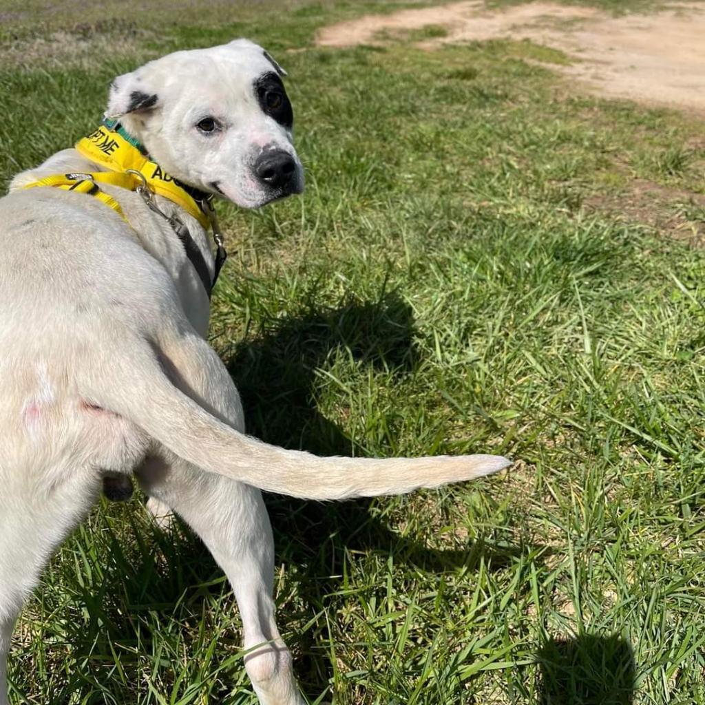 Enlarge Spot, a Adoptable Pit Bull Terrier in Greensboro, NC image 2/6