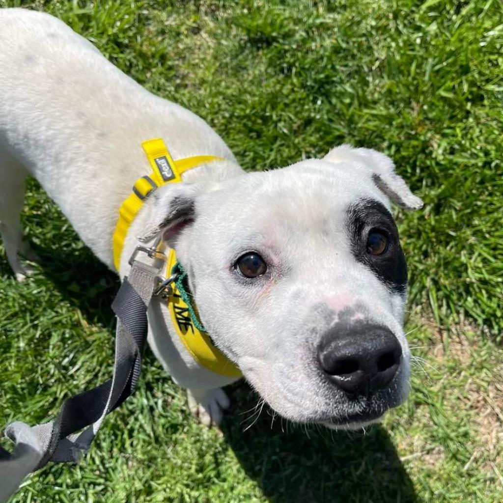 Enlarge Spot, a Adoptable Pit Bull Terrier in Greensboro, NC image 3/6