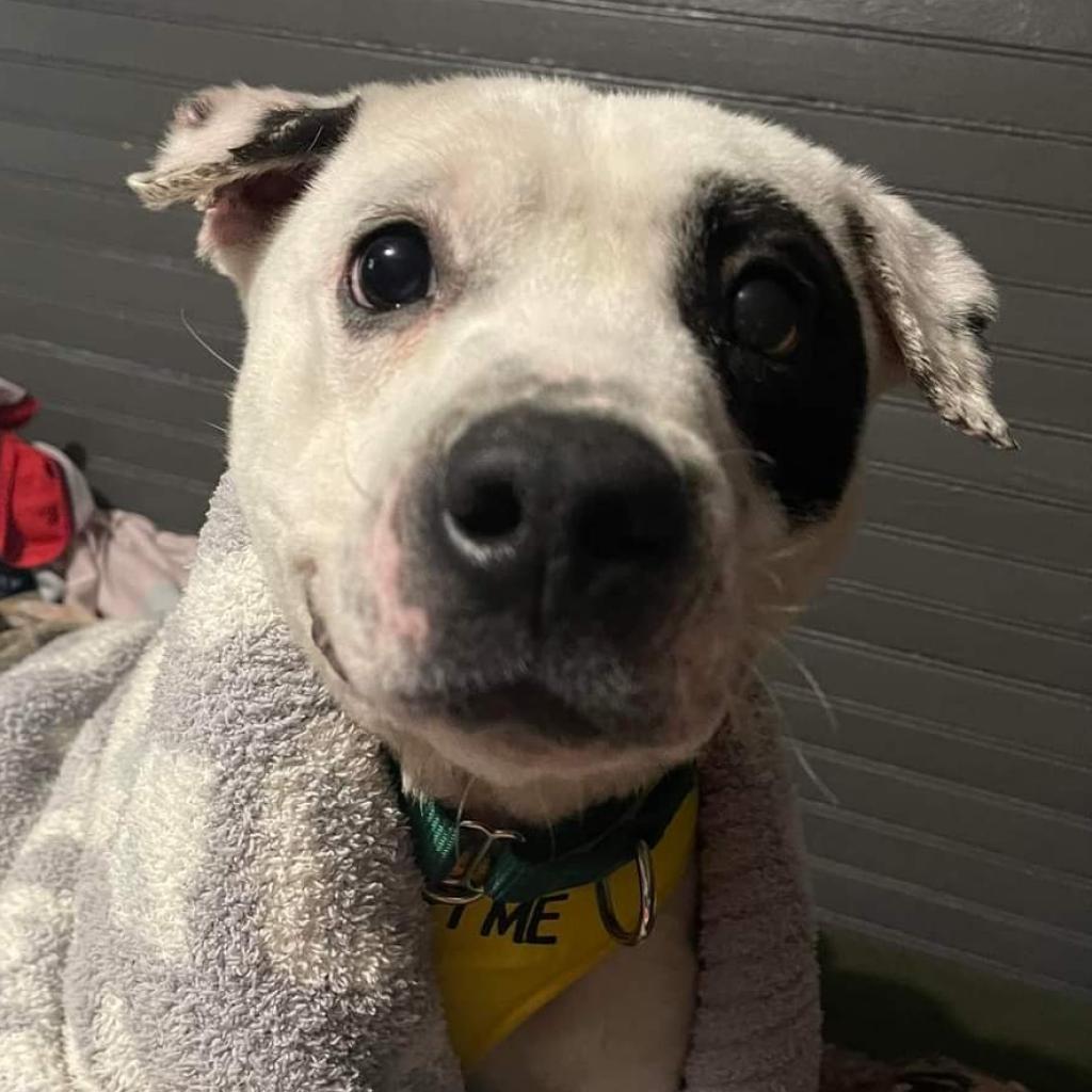 Enlarge Spot, a Adoptable Pit Bull Terrier in Greensboro, NC image 4/6