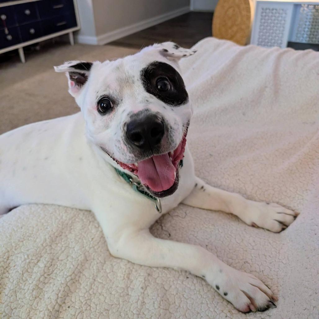 Enlarge Spot, a Adoptable Pit Bull Terrier in Greensboro, NC image 5/6