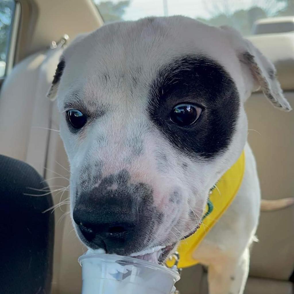 Enlarge Spot, a Adoptable Pit Bull Terrier in Greensboro, NC image 6/6