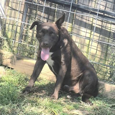 Oakley, a Adoptable mixed breed in Dover, AR image 1/2
