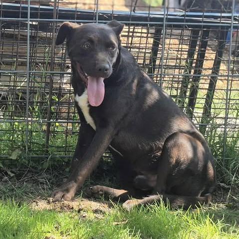 Oakley, a Adoptable mixed breed in Dover, AR image 2/2
