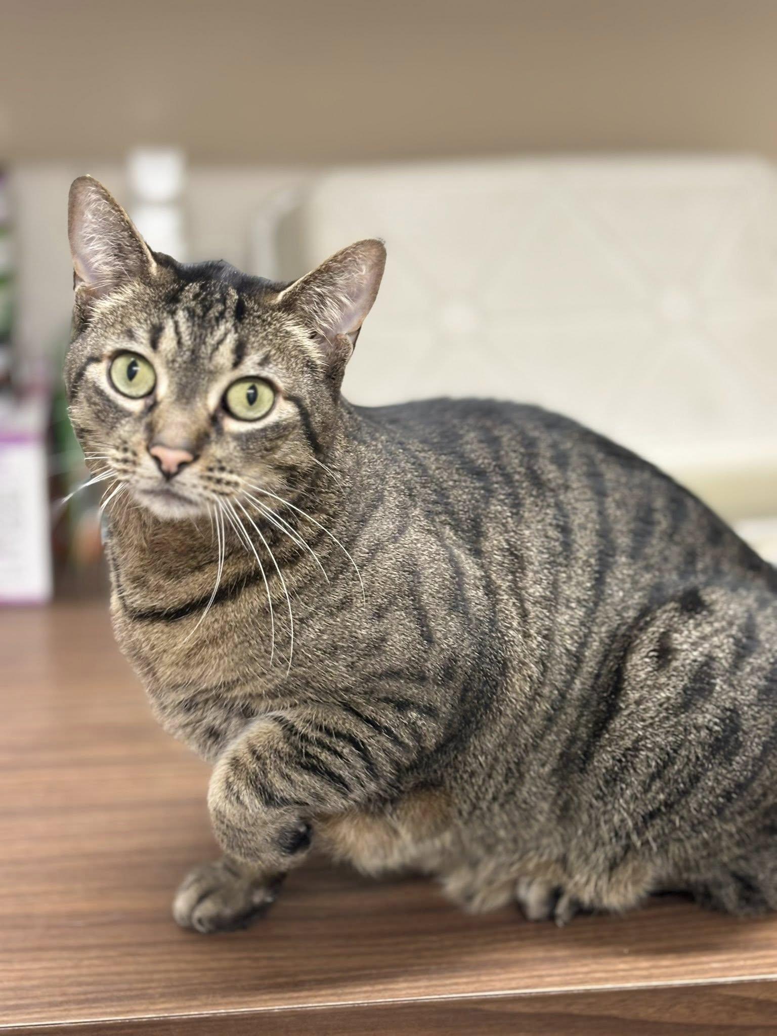 Enlarge Simba, a Adoptable Domestic Short Hair in Holland, MI image 2/3