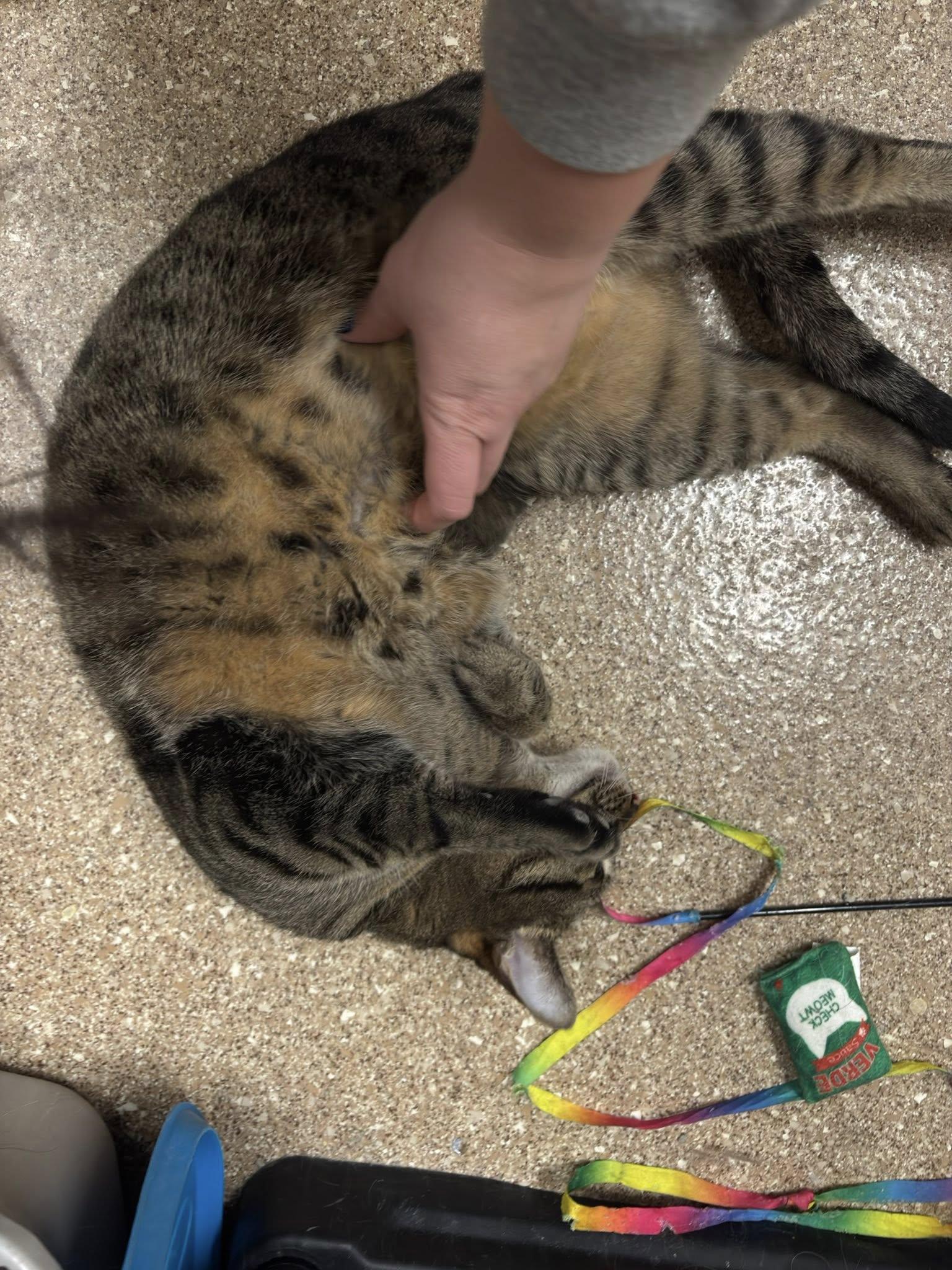 Enlarge Simba, a Adoptable Domestic Short Hair in Holland, MI image 3/3