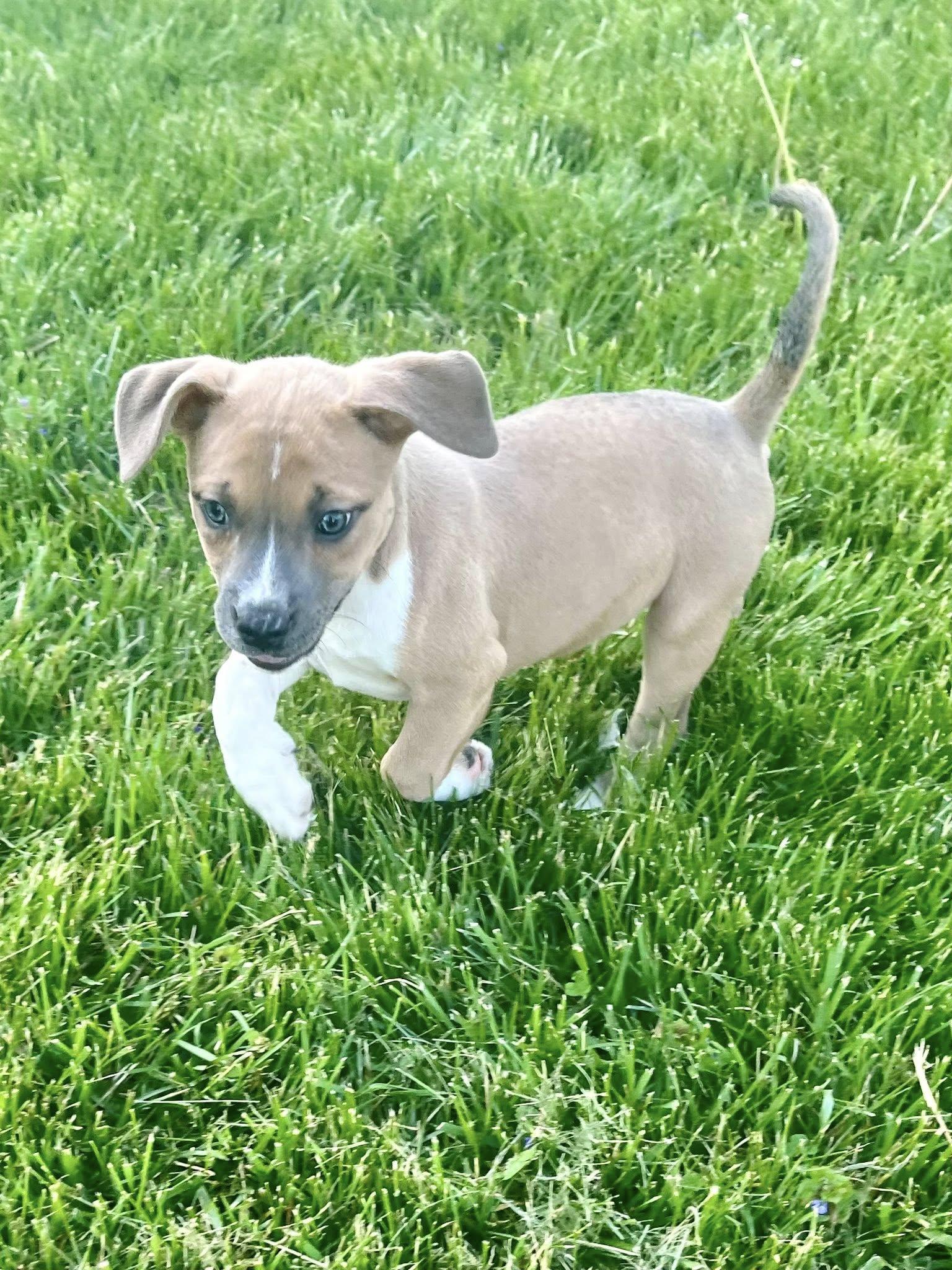 Enlarge Combo, an adopted mixed breed in Jarrettsville, MD image 3/6