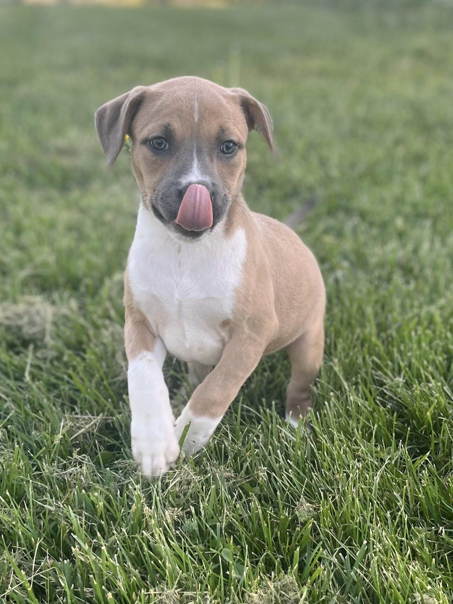 Combo, adopted, Puppy Female Pit Bull Terrier.