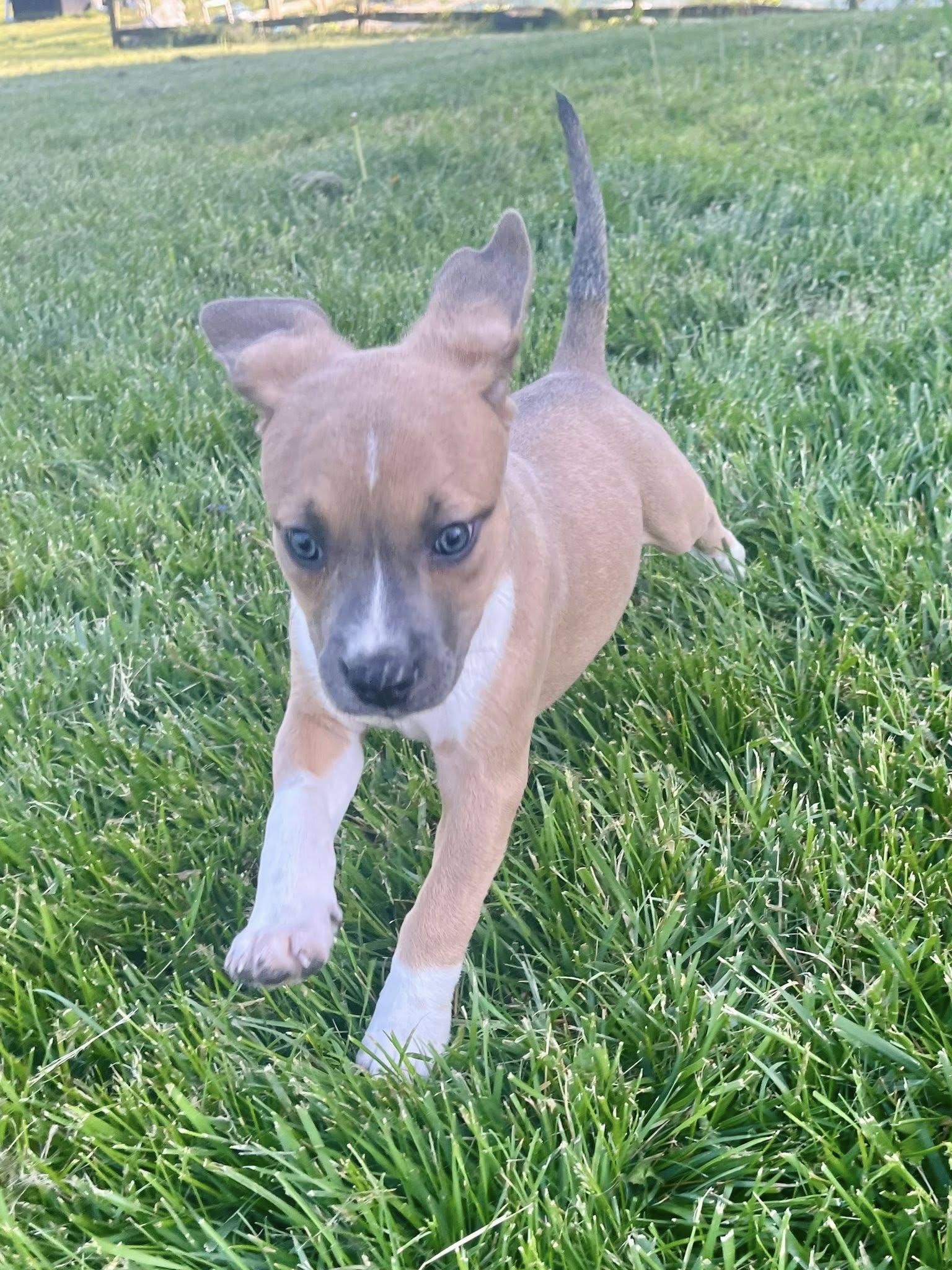 Enlarge Combo, an adopted mixed breed in Jarrettsville, MD image 4/6