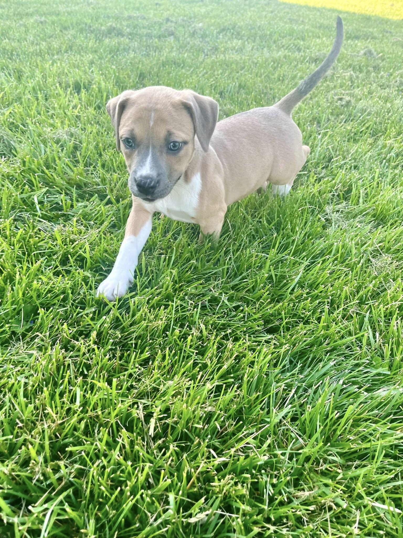 Enlarge Combo, an adopted mixed breed in Jarrettsville, MD image 5/6