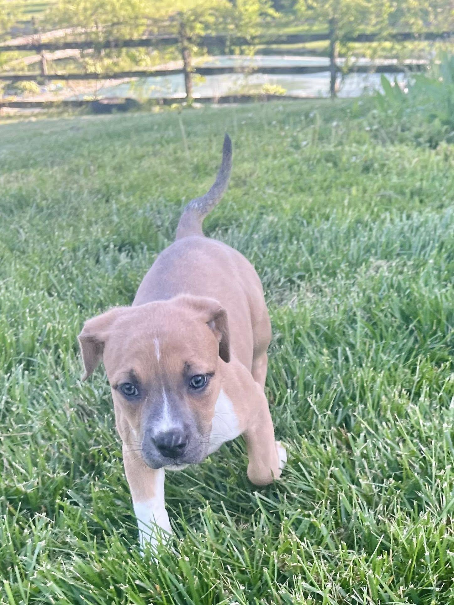 Enlarge Combo, an adopted mixed breed in Jarrettsville, MD image 6/6