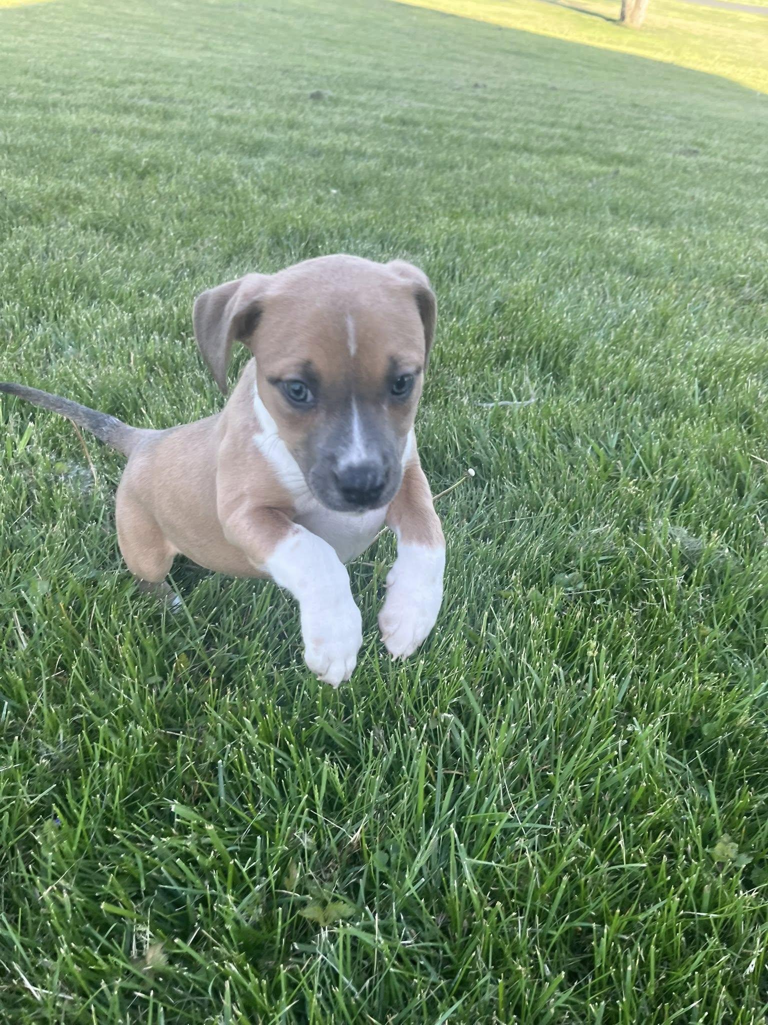 Enlarge Combo, an adopted mixed breed in Jarrettsville, MD image 2/6