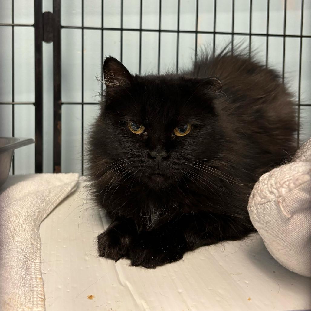 Bumble Bumble, a Adoptable Domestic Long Hair in Davenport, IA image 2/5