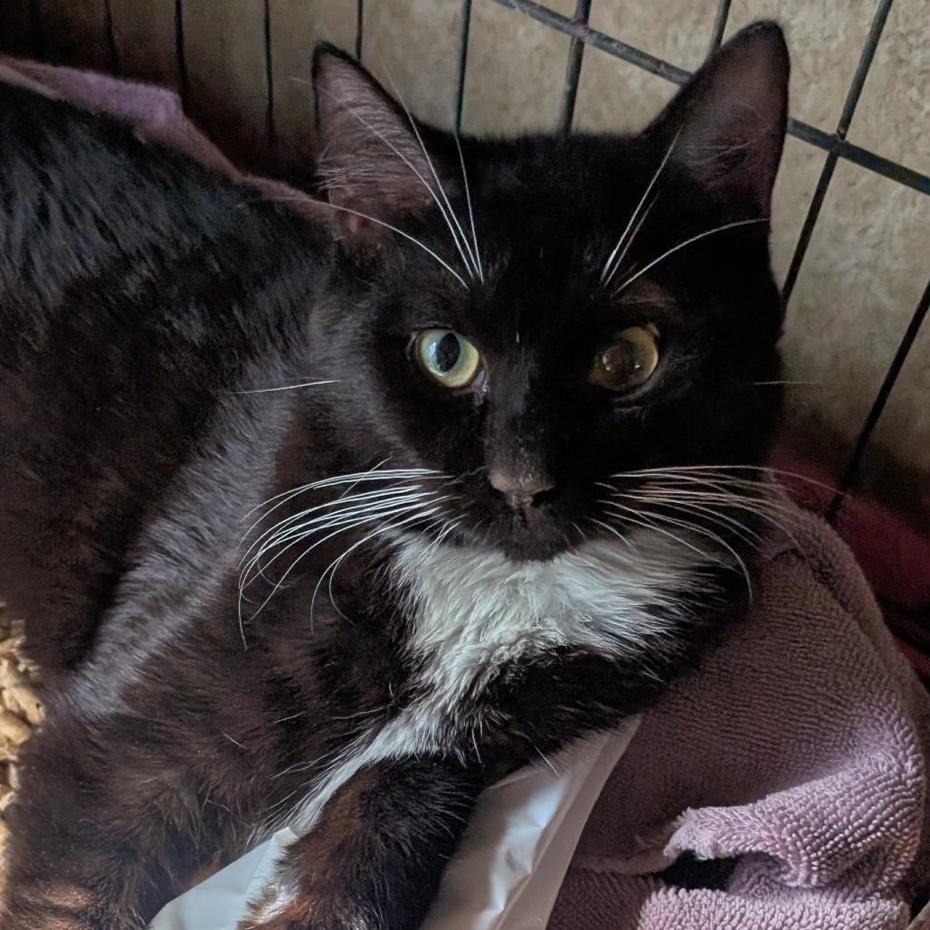 Enlarge Patchy @ Pet Supplies Plus Kokomo, a Adoptable Domestic Short Hair in Carmel, IN image 1/1