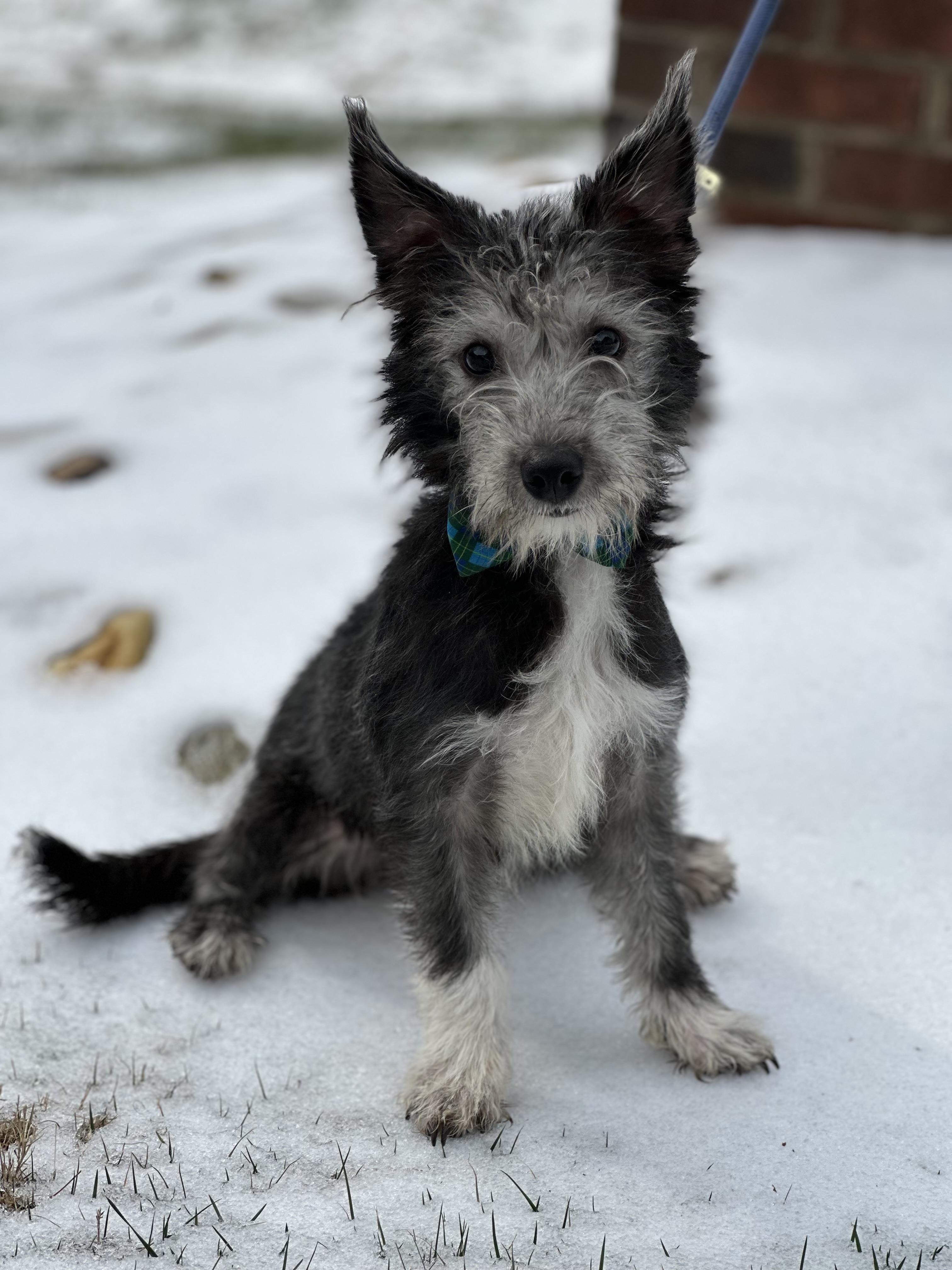 Enlarge Halo, an adopted mixed breed in Maiden, NC image 1/1