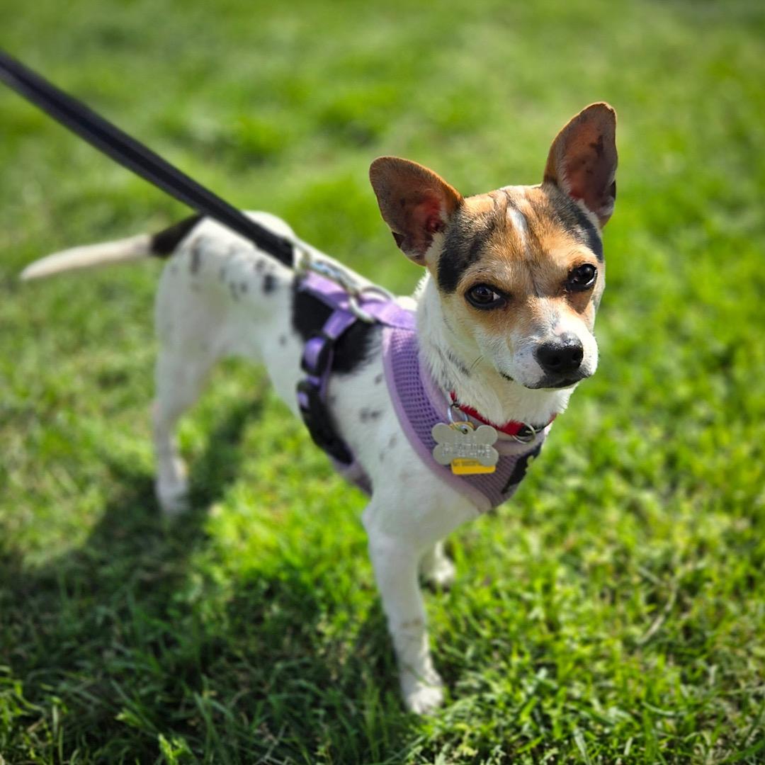 Enlarge Rio (VA), a Adoptable mixed breed in Alexandria, VA image 4/4