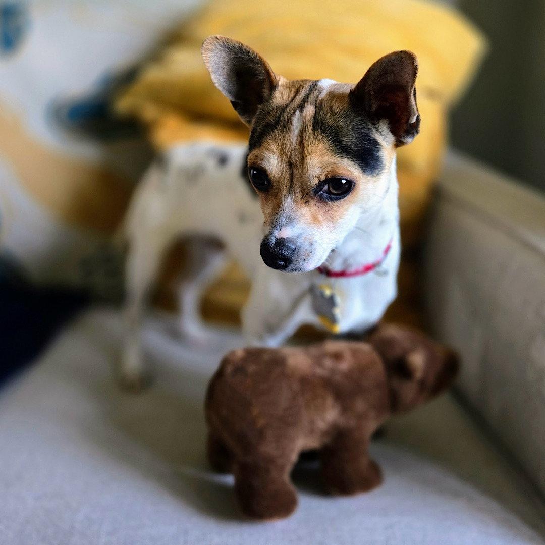Rio (VA), Adoptable, Adult Male Rat Terrier & Chihuahua.