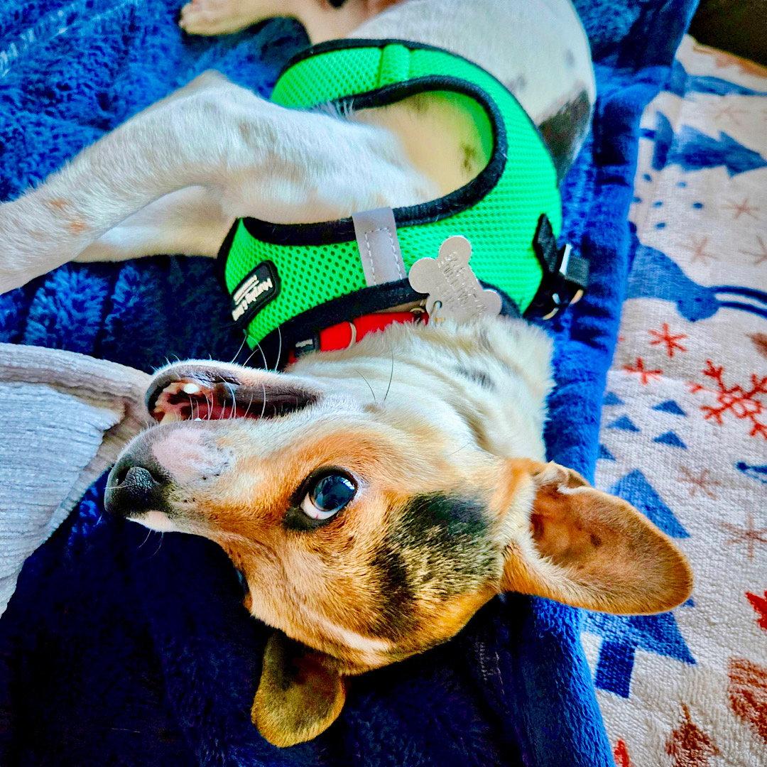 Enlarge Rio (VA), a Adoptable mixed breed in Alexandria, VA image 3/4