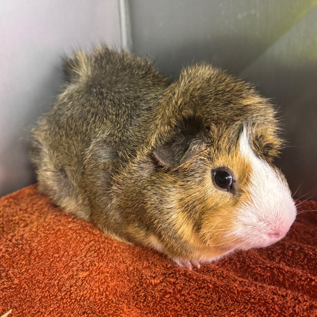 Enlarge Mr. Pickles-IN FOSTER, a Adoptable Guinea Pig in Birdsboro, PA image 1/1