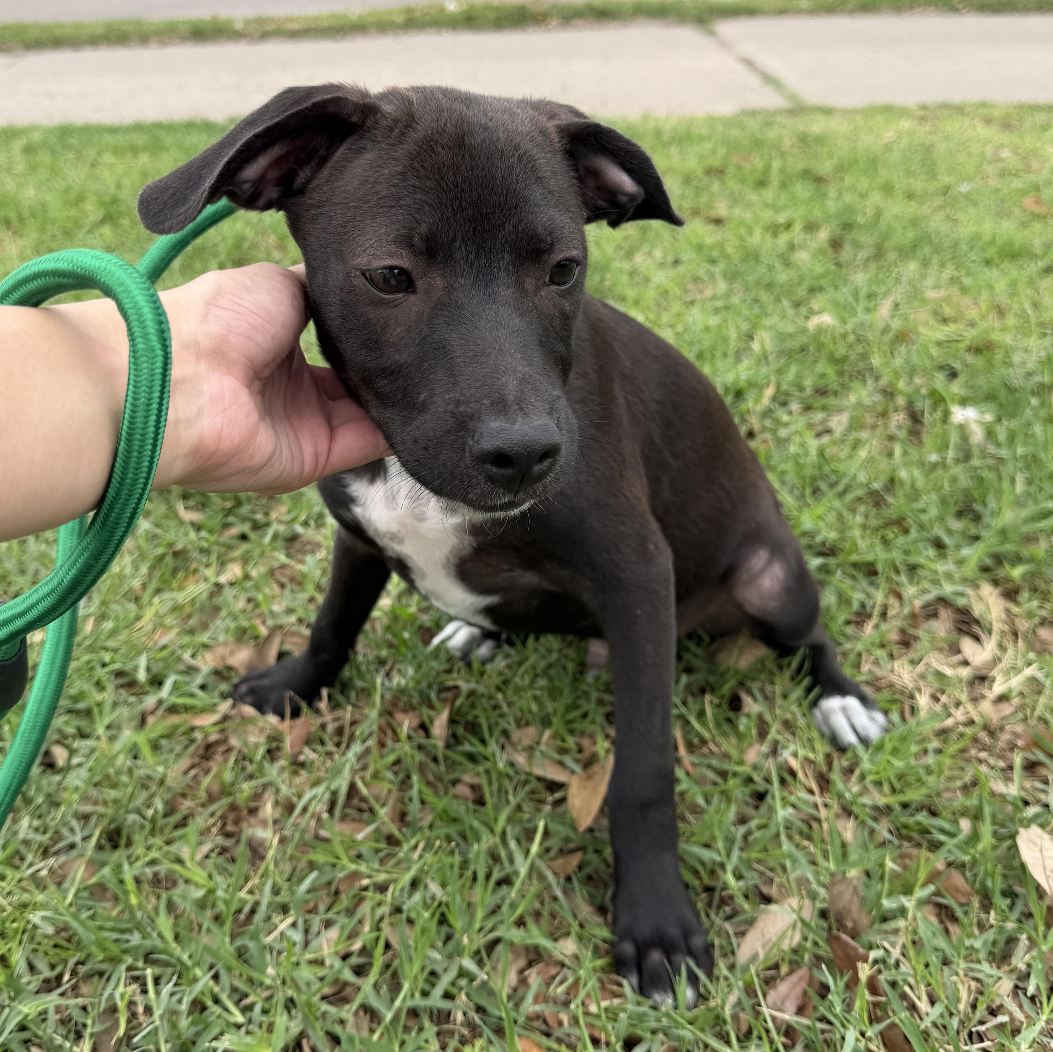 Enlarge Finn, a Adoptable mixed breed in Scarsdale, NY image 4/5