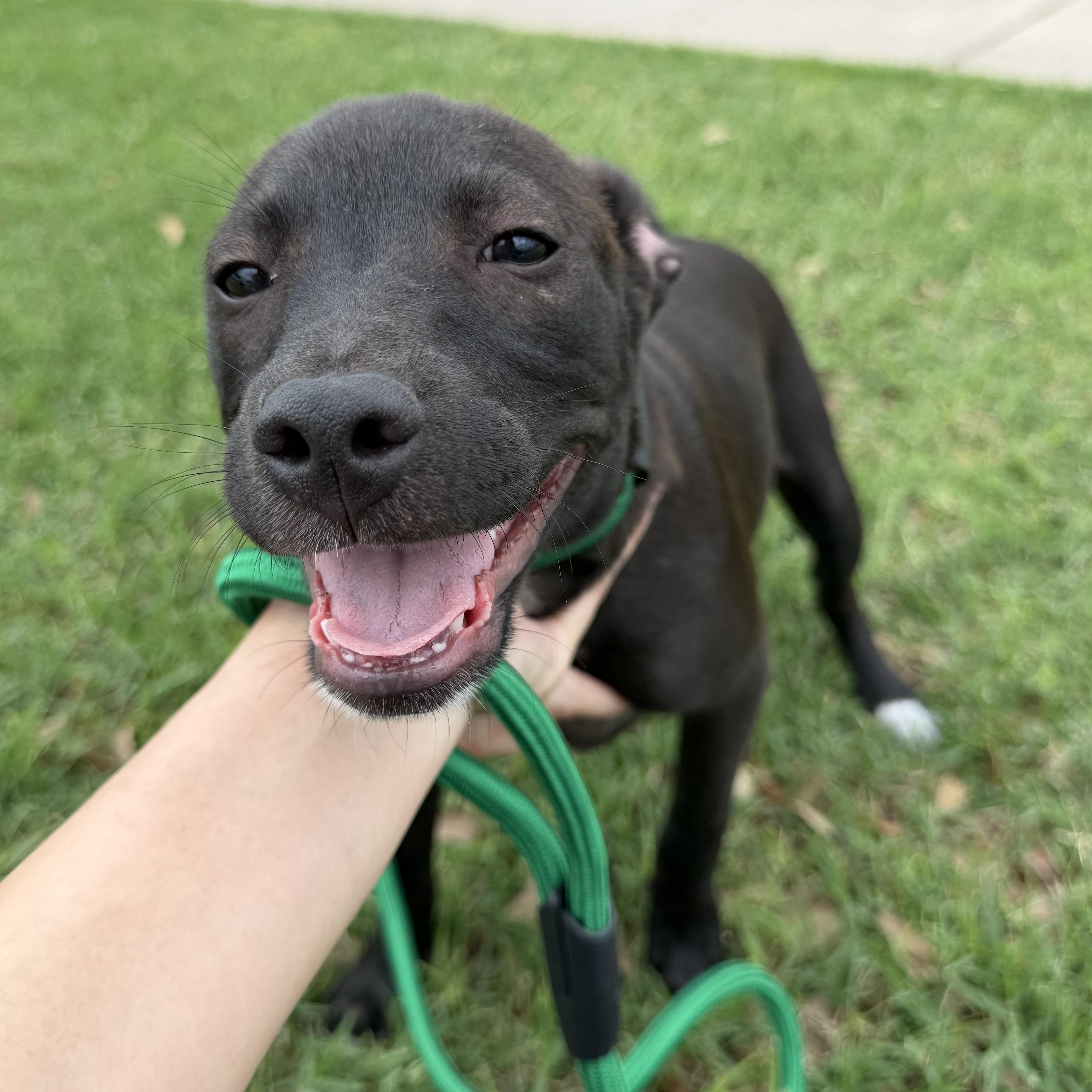 Enlarge Finn, a Adoptable mixed breed in Scarsdale, NY image 3/5