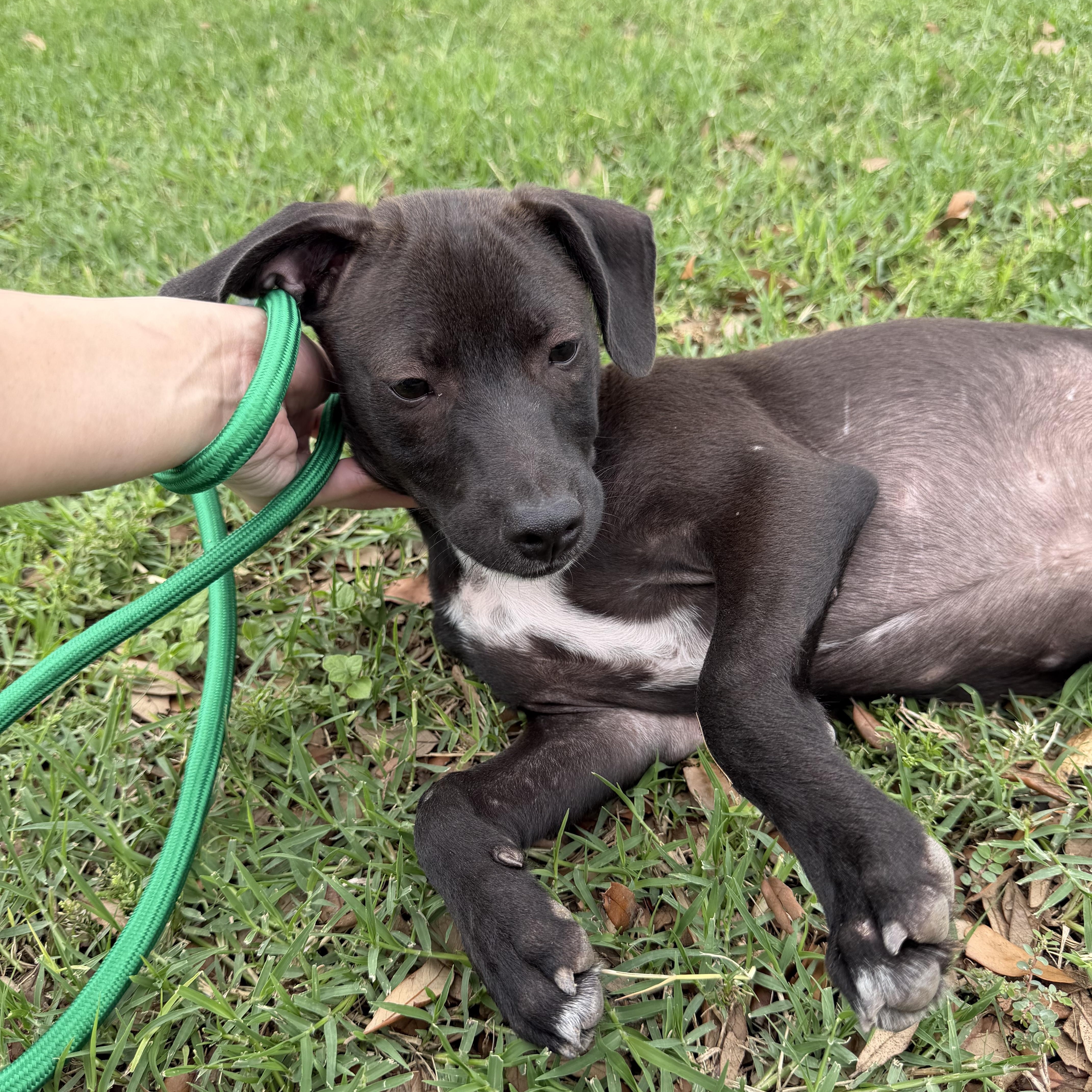 Enlarge Finn, a Adoptable mixed breed in Scarsdale, NY image 5/5