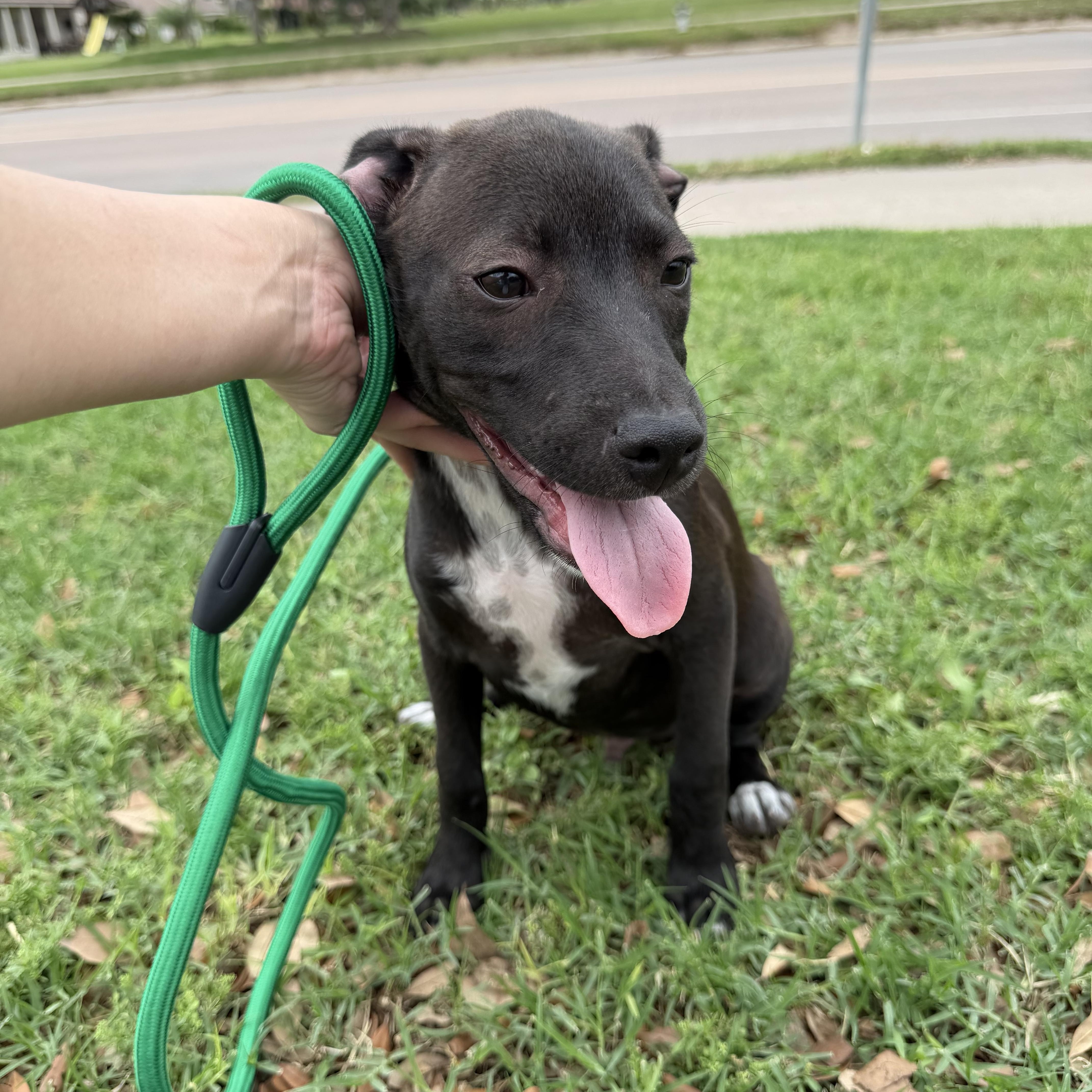 Enlarge Finn, a Adoptable mixed breed in Scarsdale, NY image 2/5