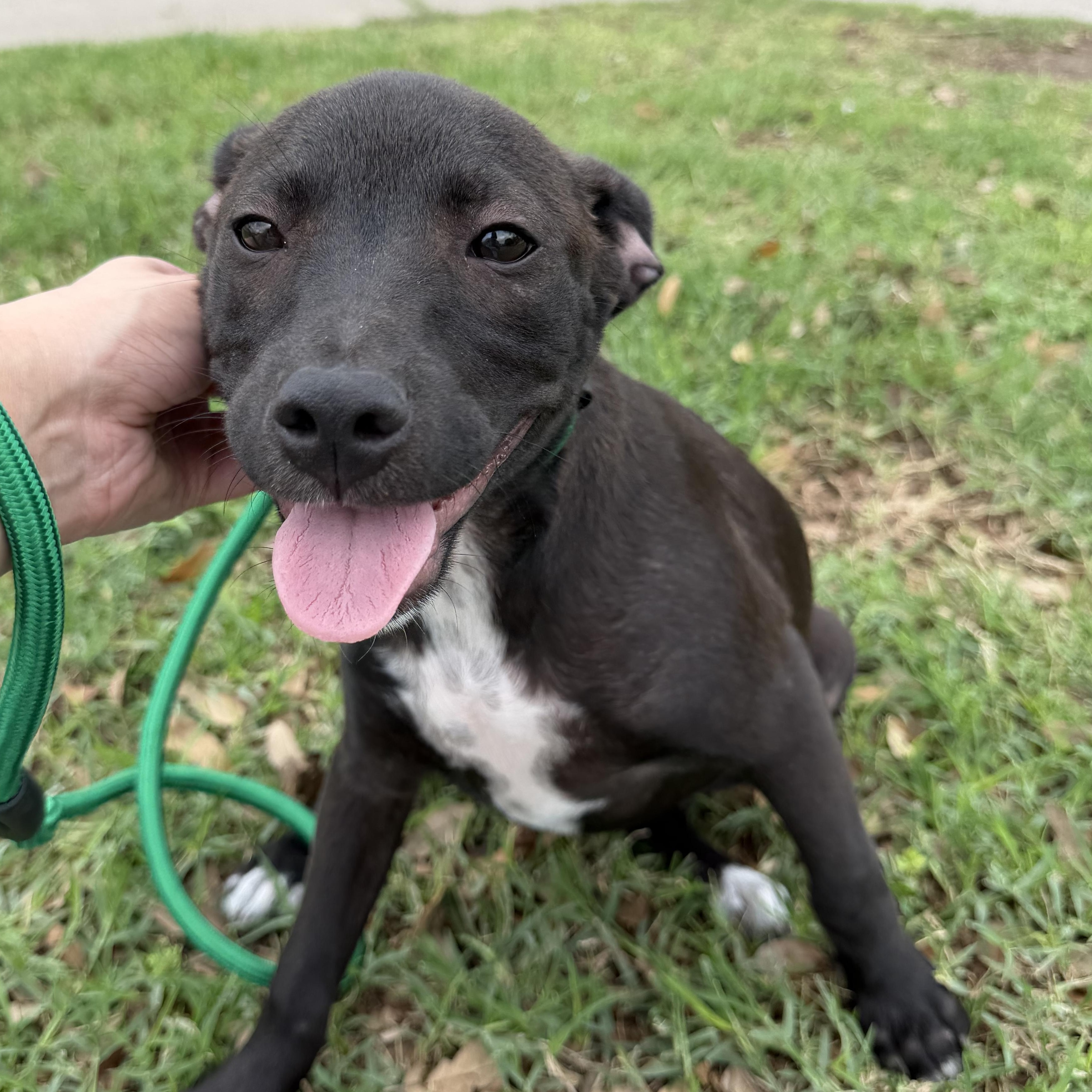 Enlarge Finn, a Adoptable mixed breed in Scarsdale, NY image 1/5