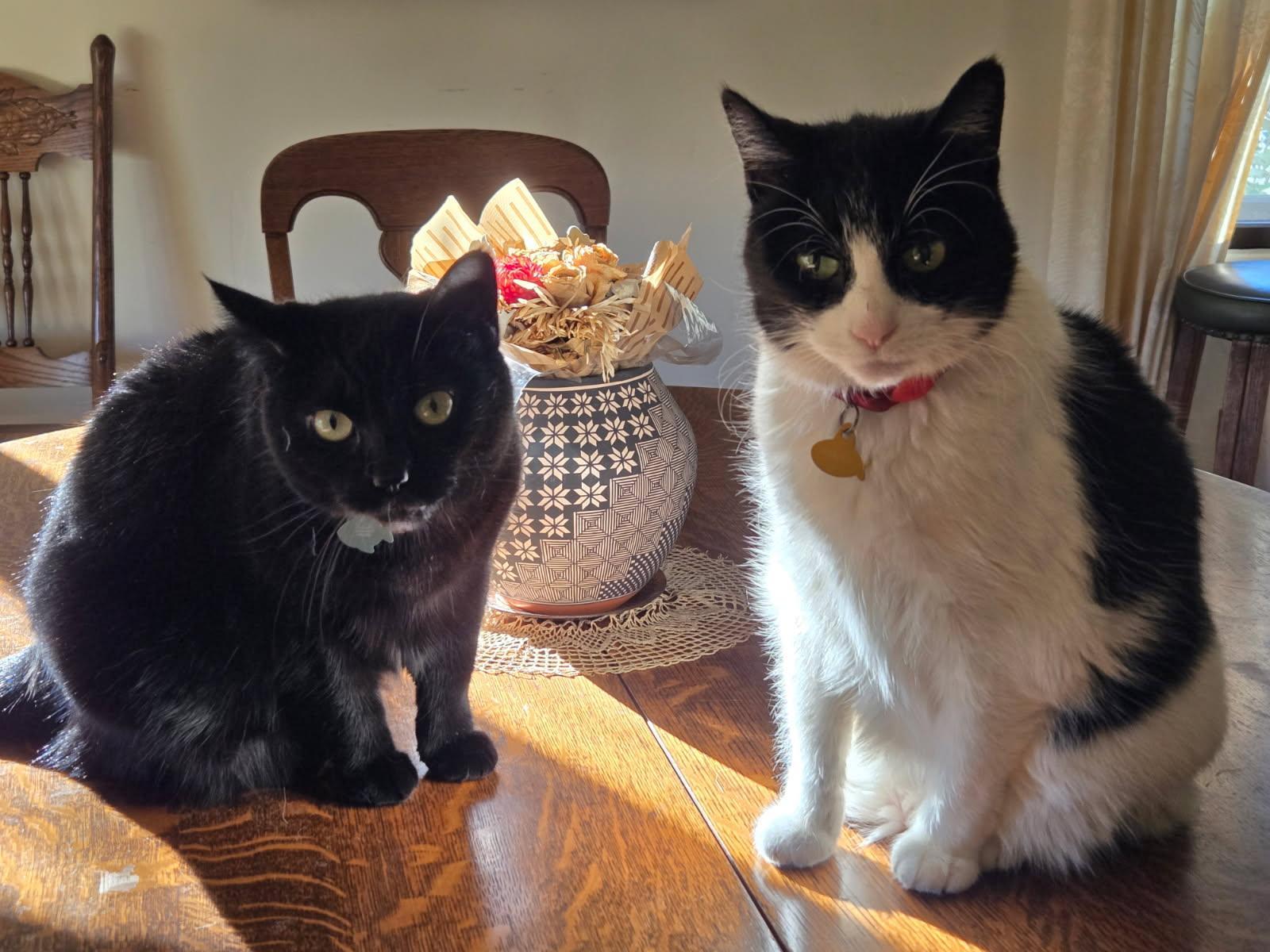 Harold (ADOPTED!), Adopted, Senior Male Domestic Short Hair.